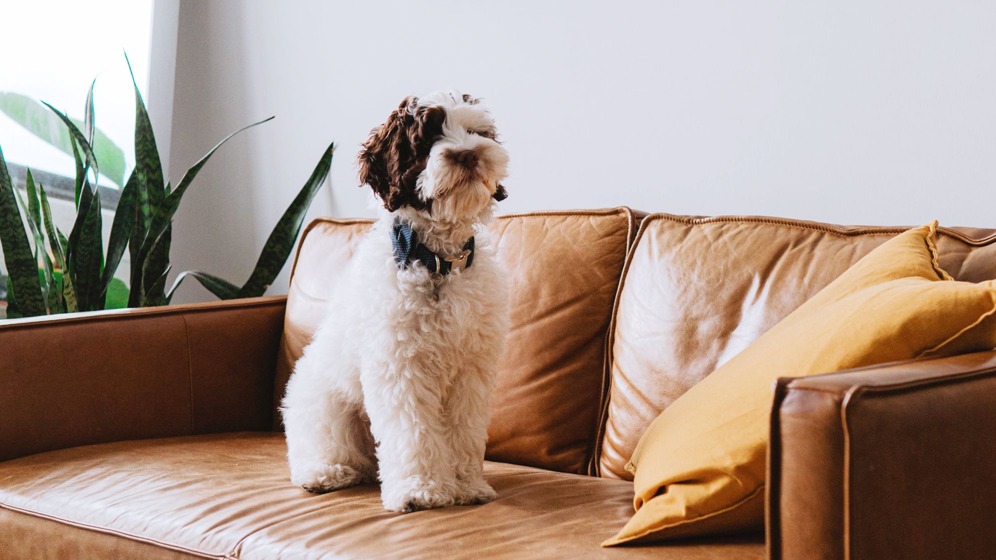 White and brown adult dog sitting on a light brown leather sofa with a snake plant in the background