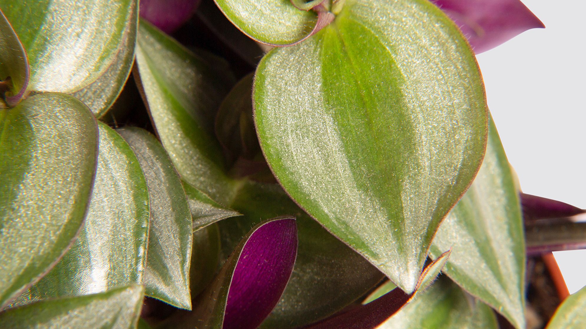 pitcher plant care indoor Nepenthes | Carnivorous Pitcher Plant main image 0