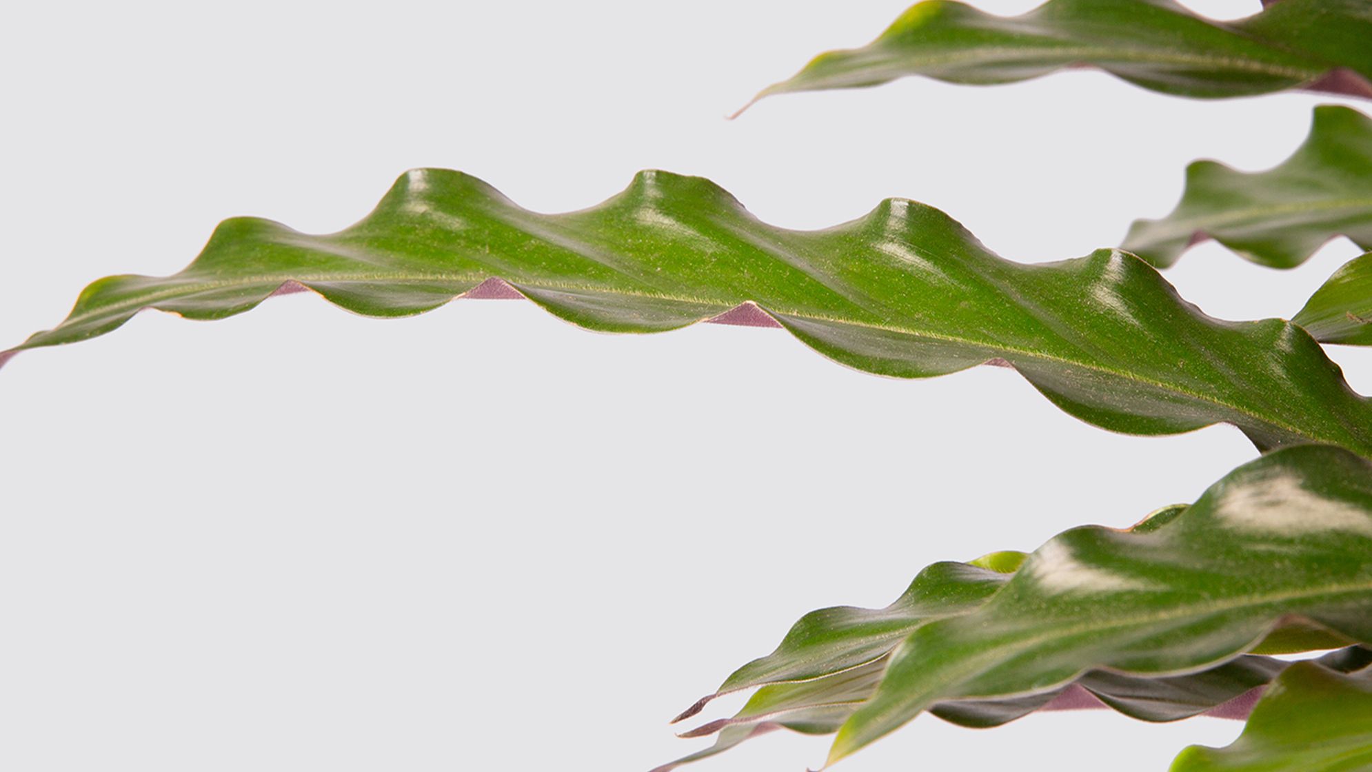 A close up detail photo of a calathea 'elgergrass' plant on a white studio background