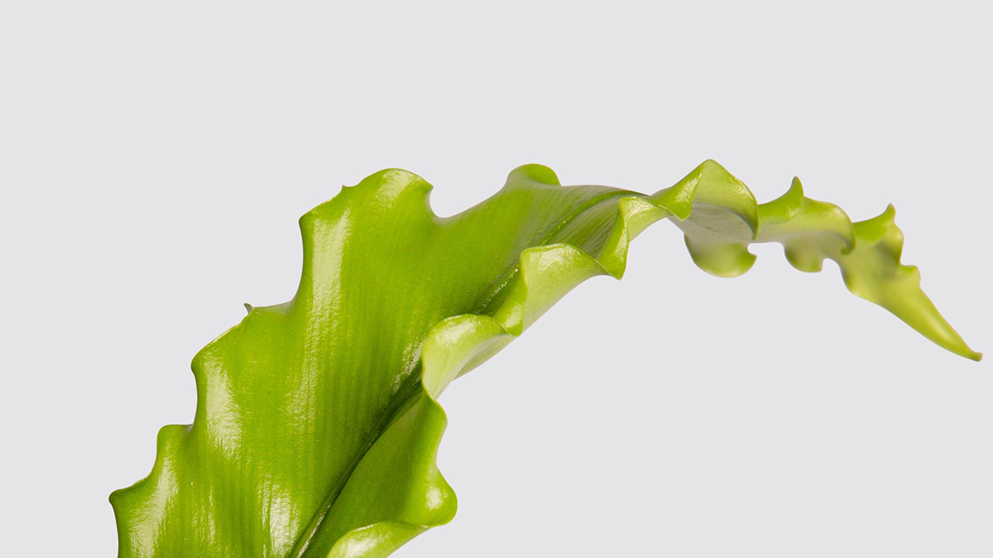 Close-up detail shot of a Japanese bird's nest fern on a studio background