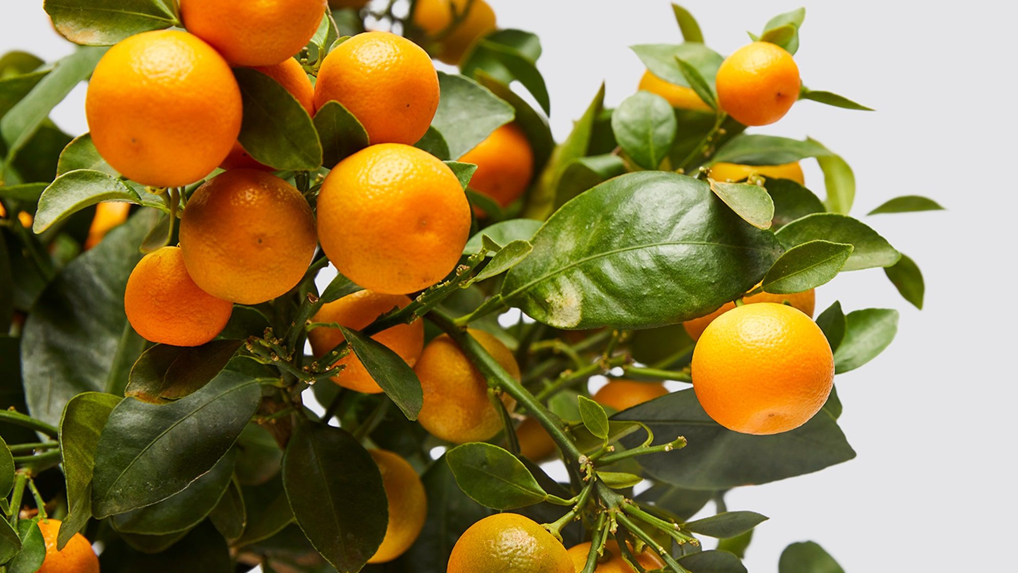 A close up detail shot of a ripe fruiting calamondin on a white studio background