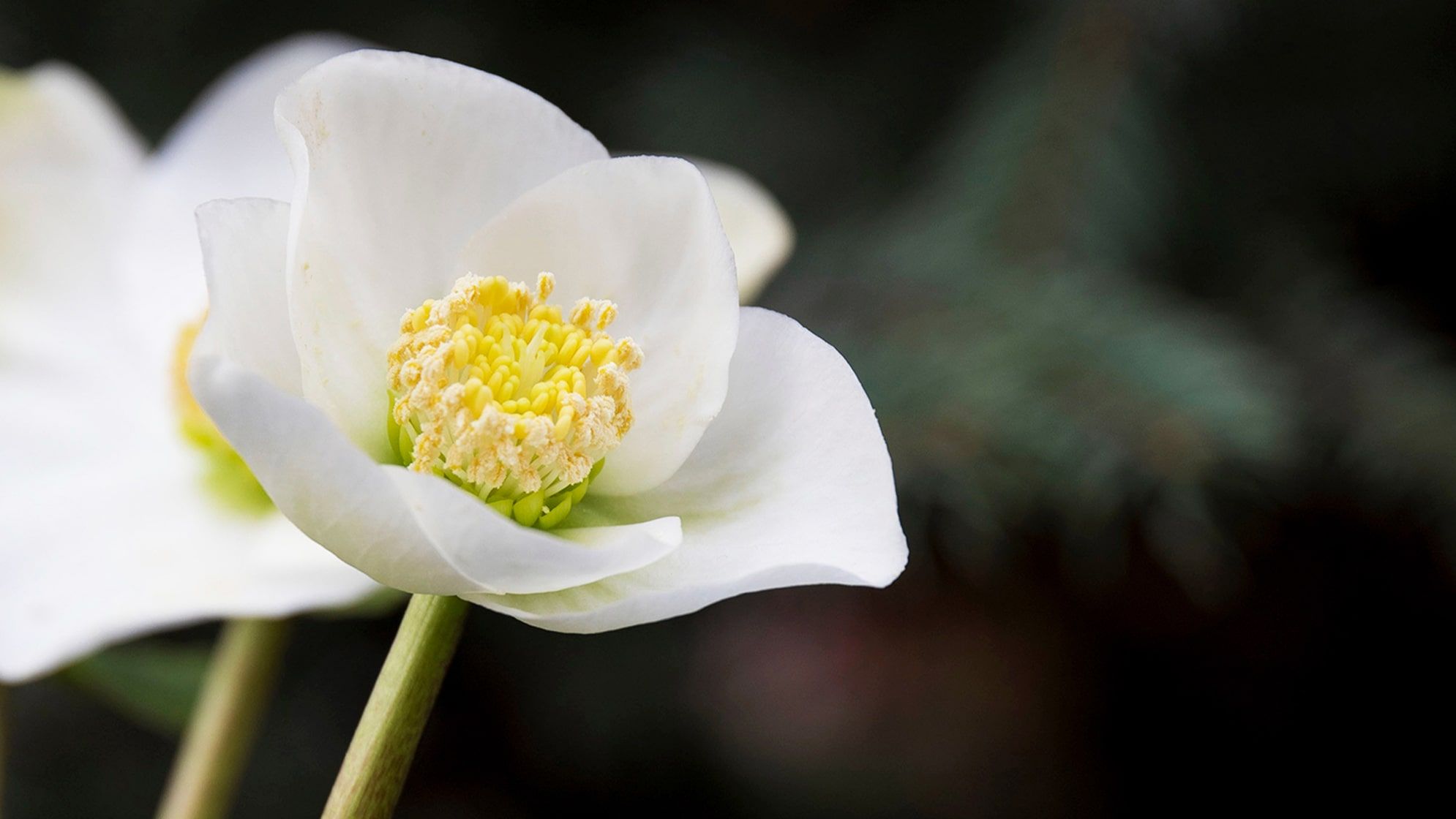 A close-up detail photo of a hellebore 'Christmas Carol' flower