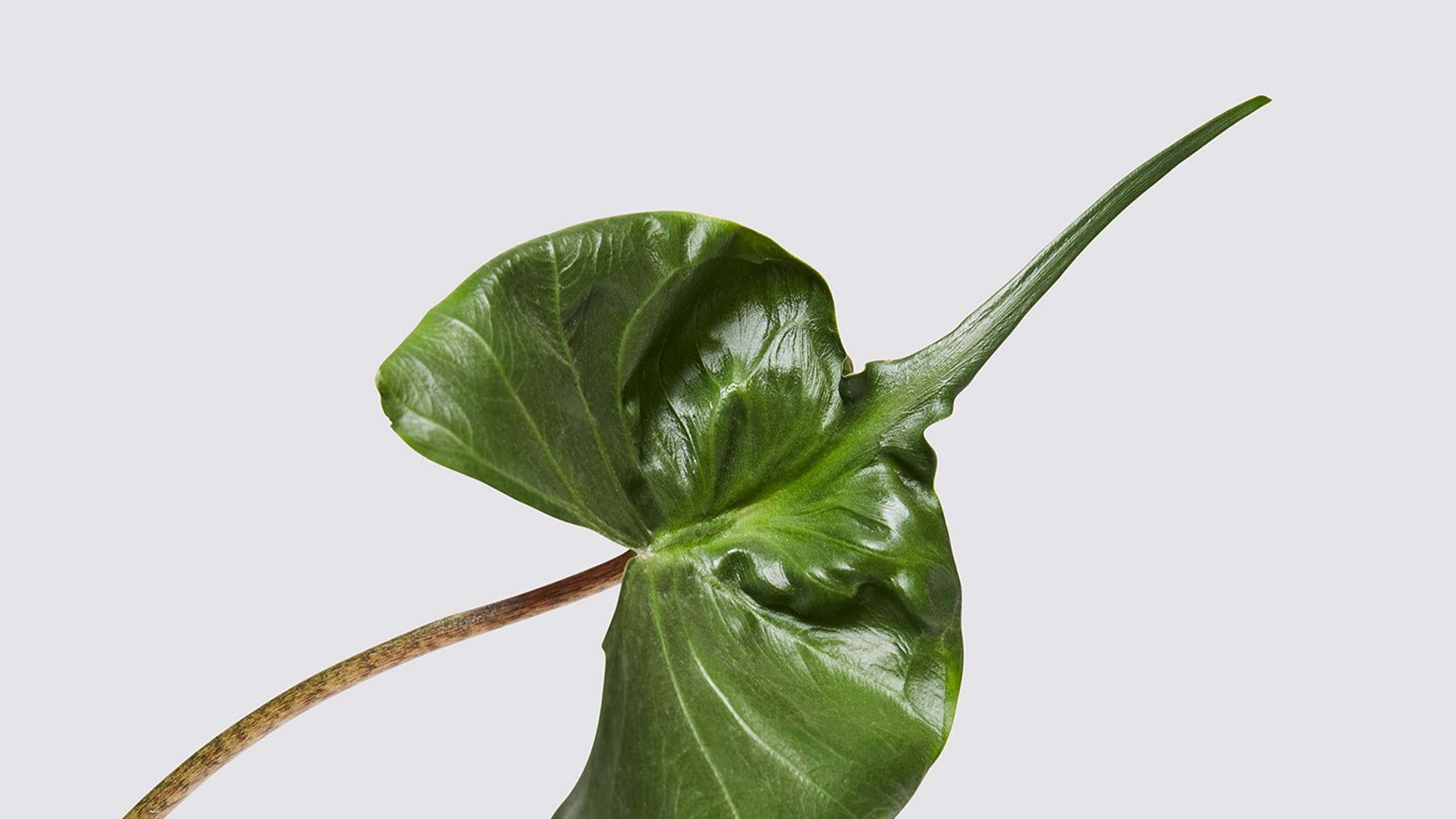 A close-up detail photo of an alocasia 'Stringray' leaf on a white studio background