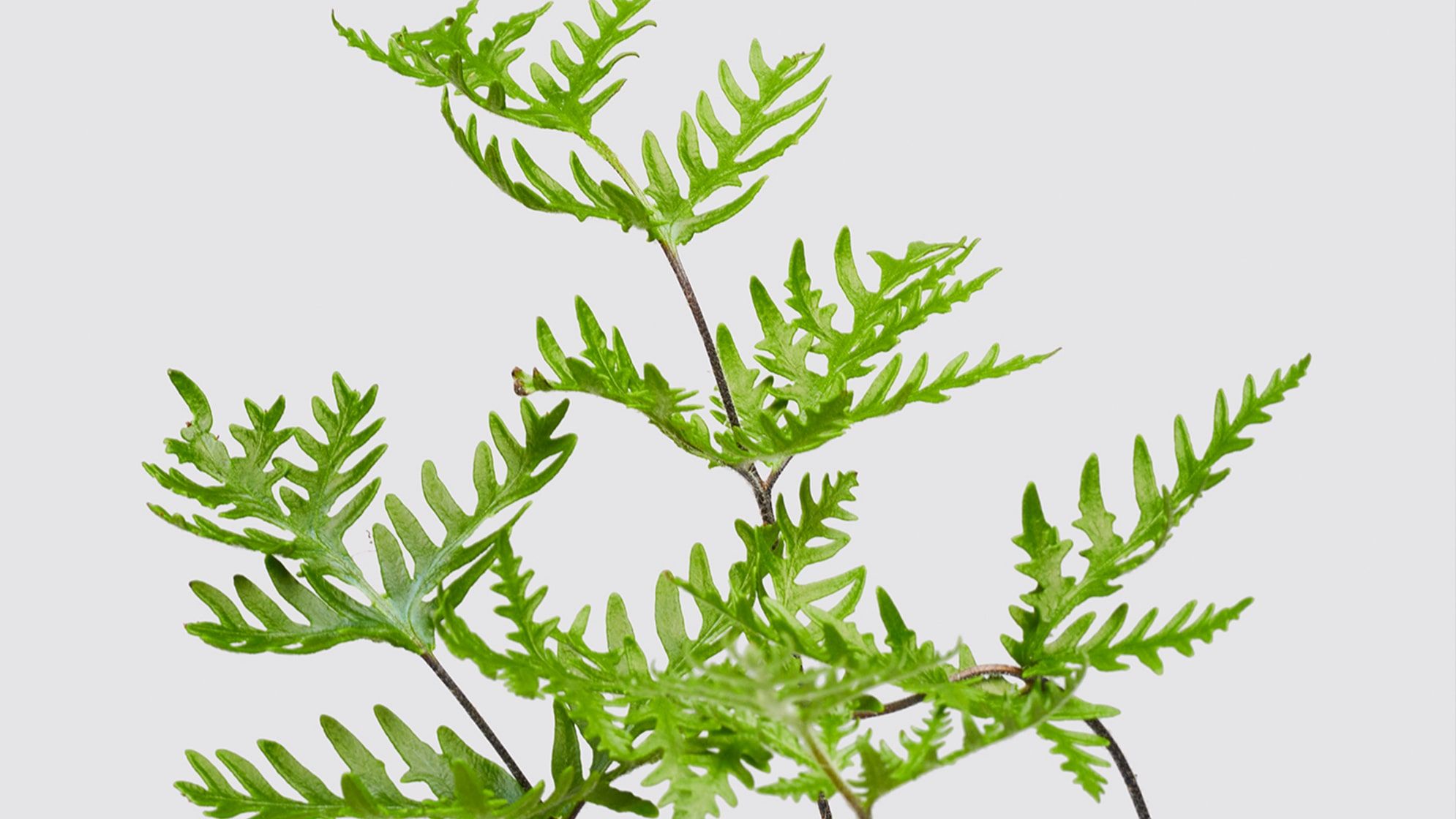 A close-up detail photo of an antenna fern on a white studio background