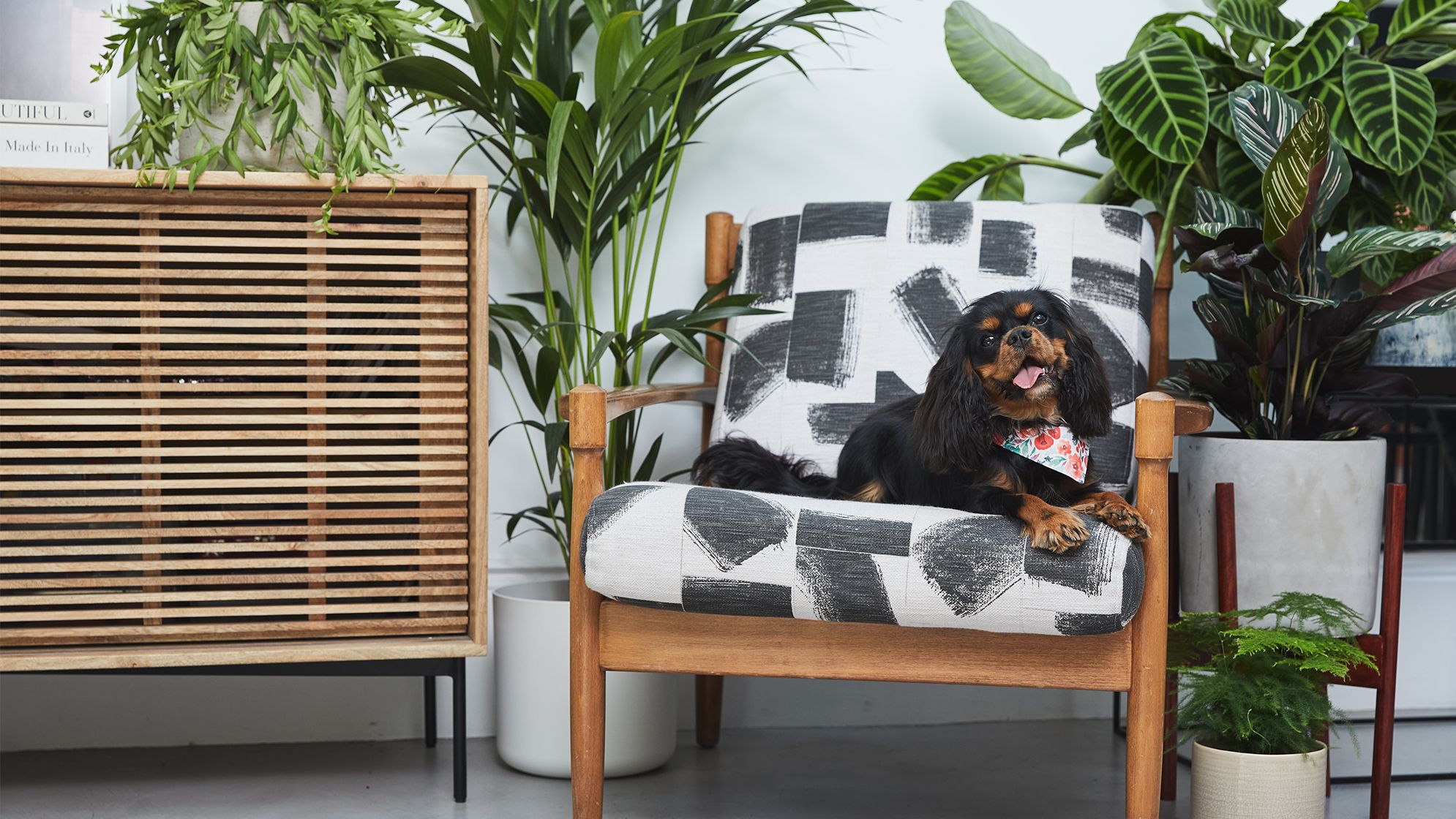 Dog in a living room surrounded by plants including a kentia palm and a calathea