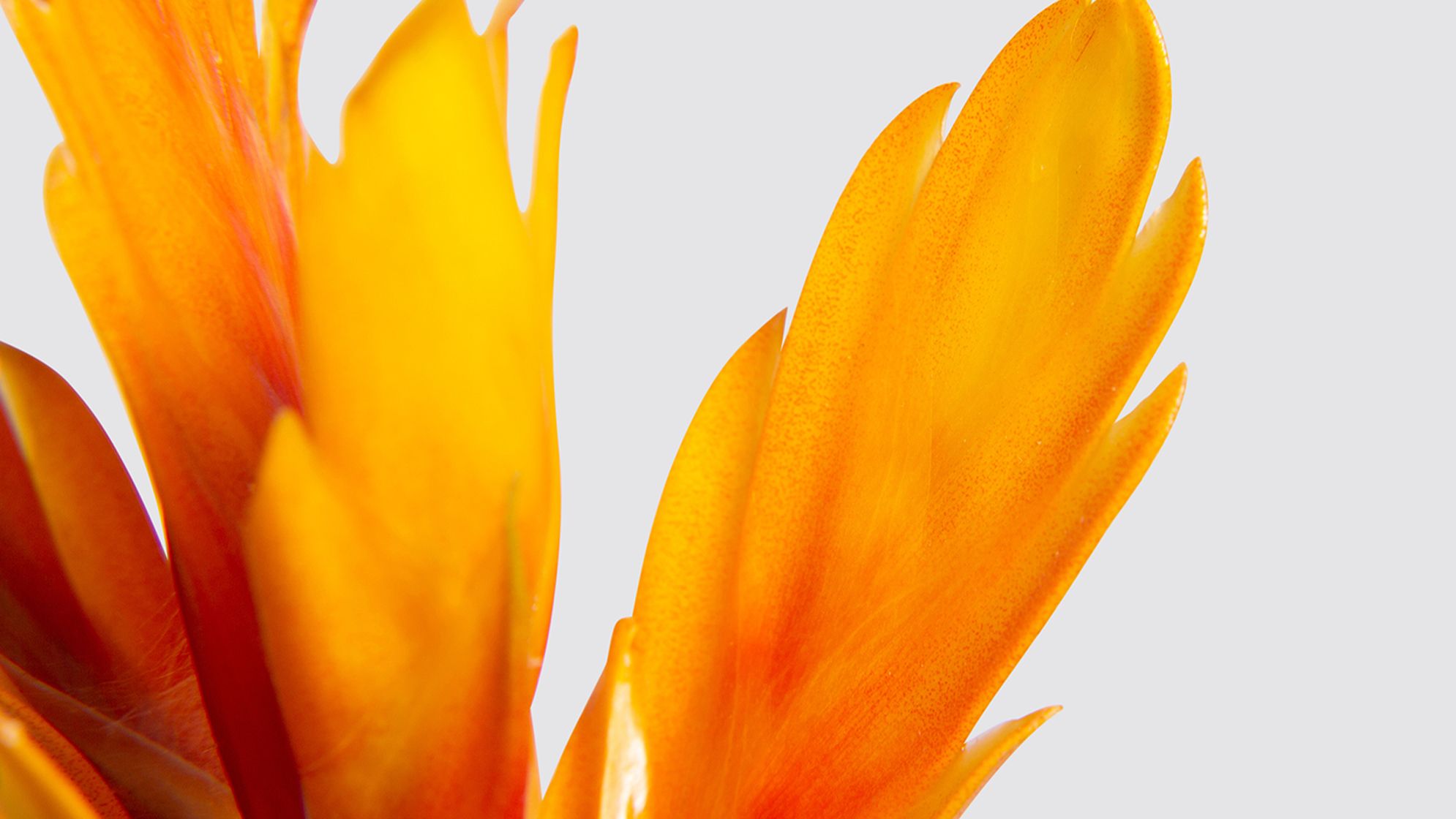 Close up detail photo of a flaming sword 'intenso orange' plant on a white studio background