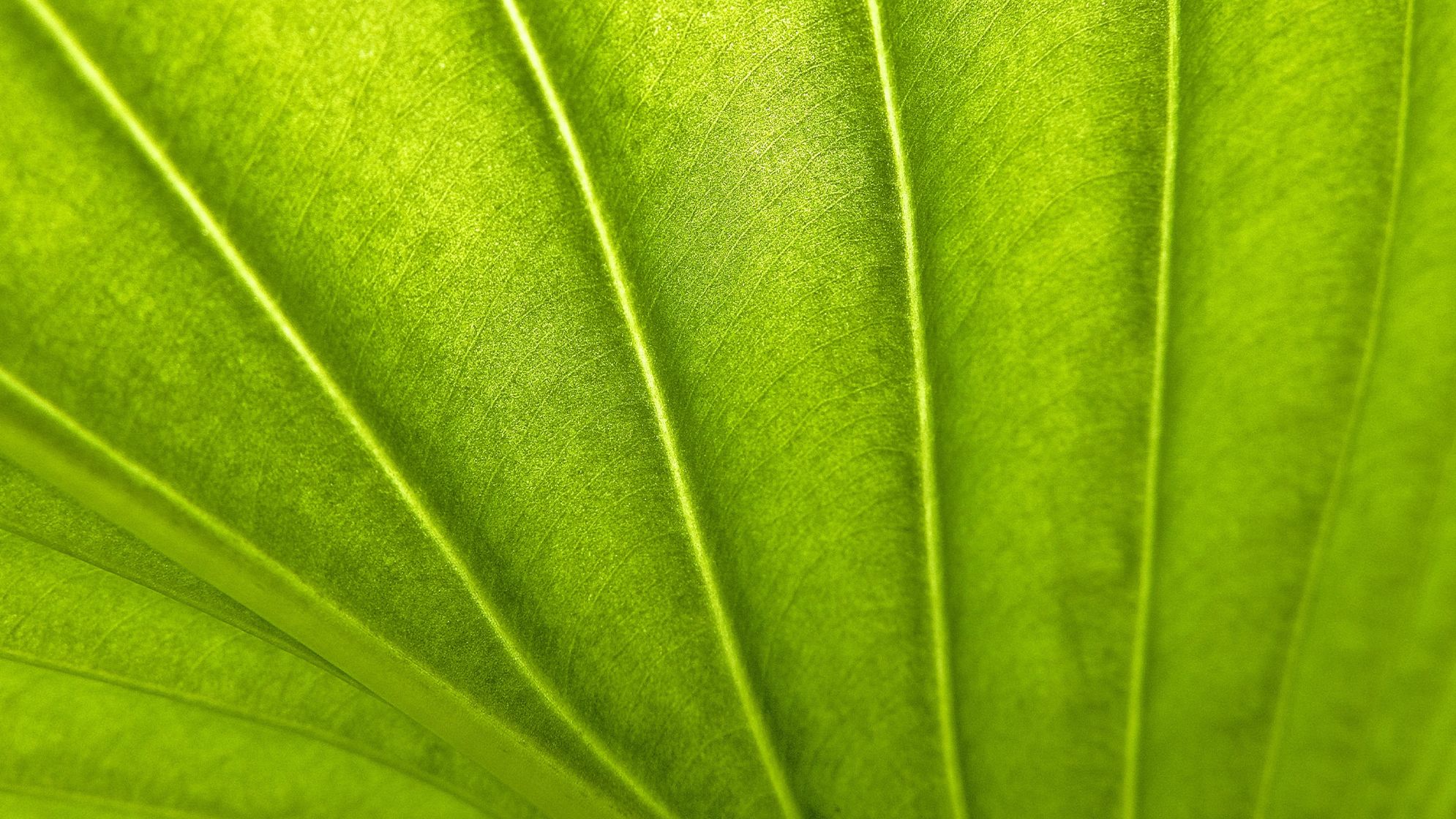 Close-up of a bright green leaf