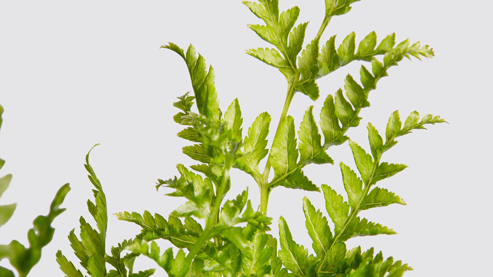 Close up detail photo of a silver lace fern on a white studio background