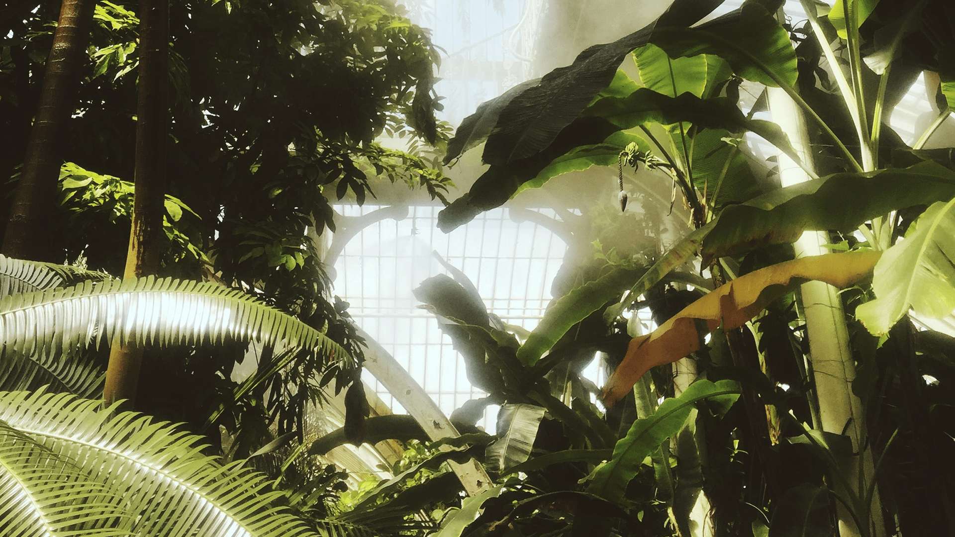 Large palm trees and other tropical plants grow tall, touching the top of a large glass greenhouse.