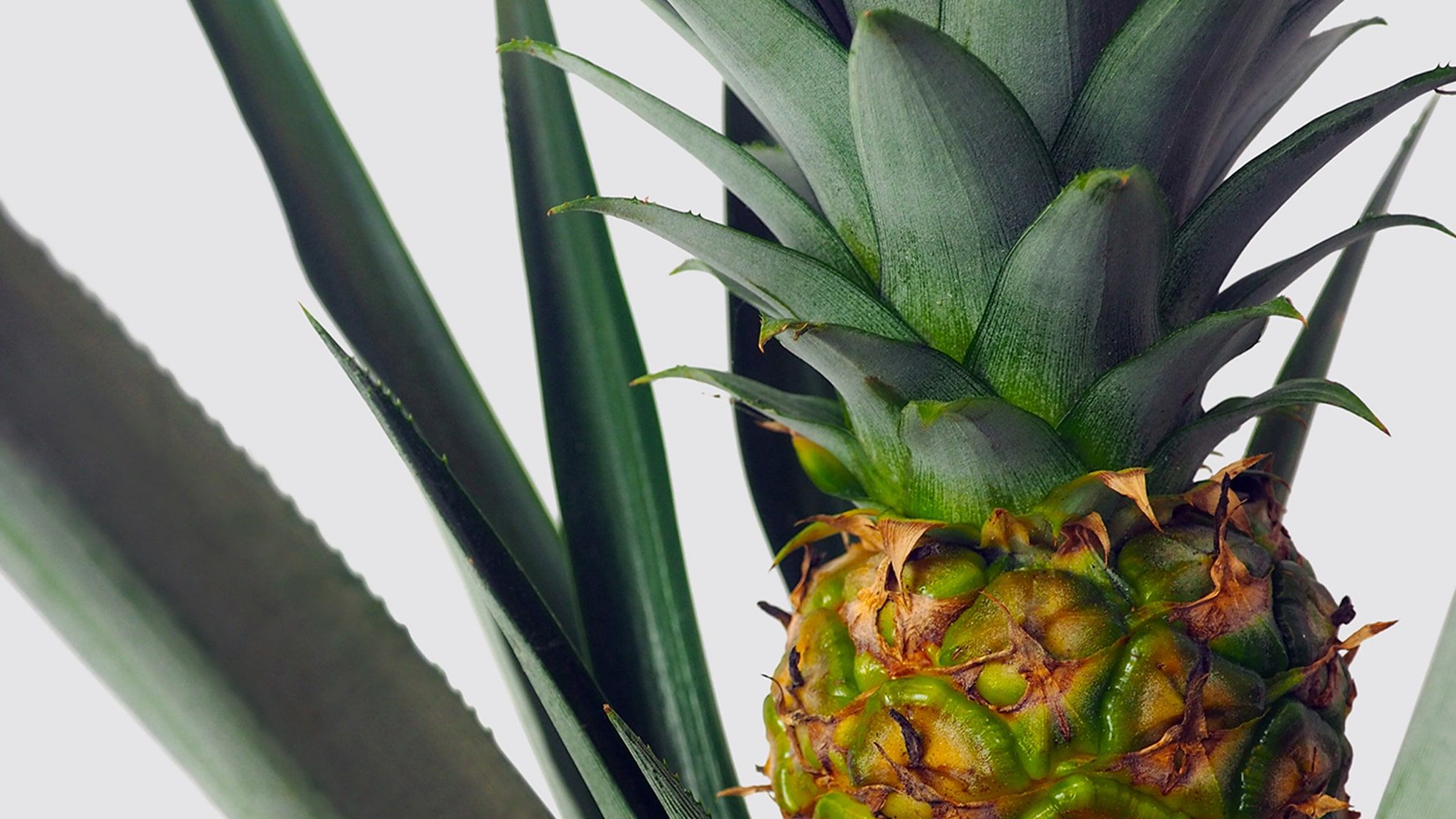 Close-up detail of a fruiting pineapple houseplant on a white studio background