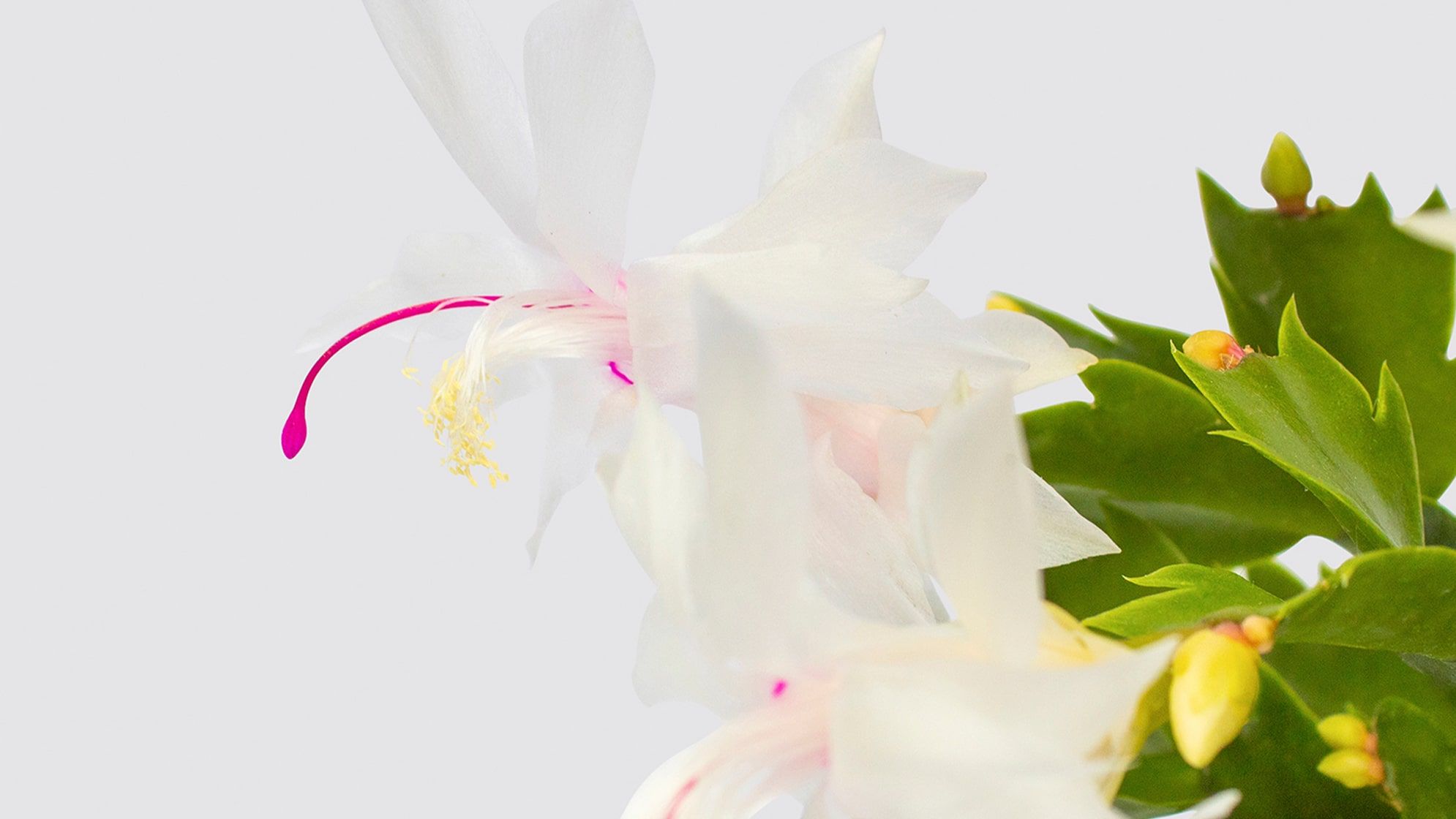 Complete guide to Christmas cactus care | Patch