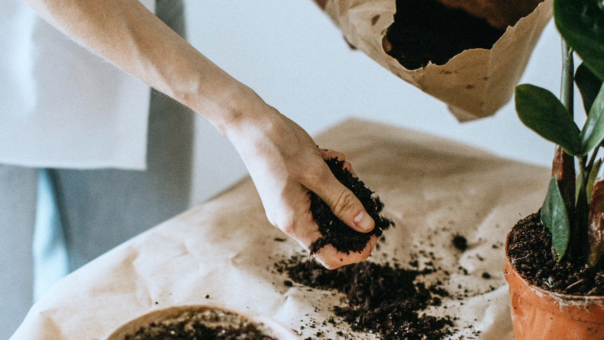 Close up of person holding potting soil