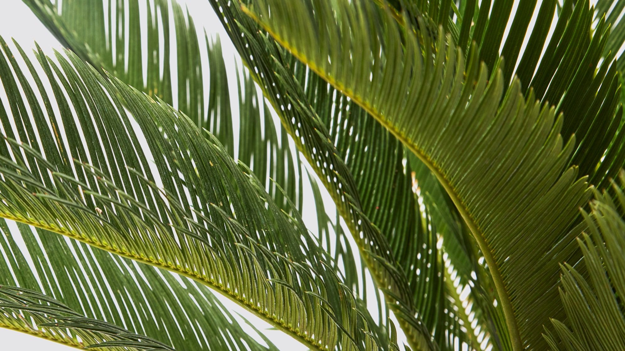 Close-up detail of a cycad sago palm on a white studio background