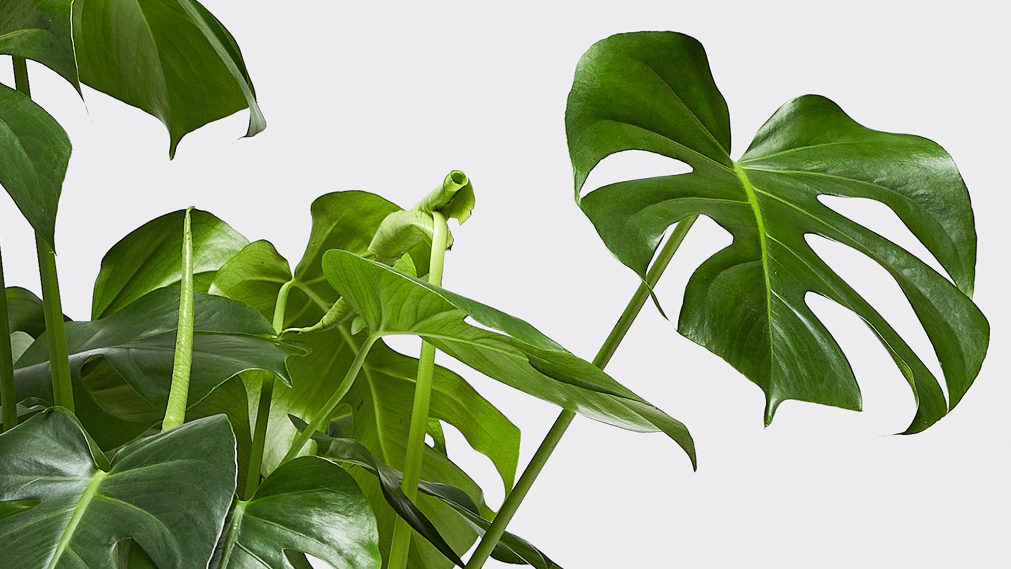 Close-up of a Swiss Cheese plant leaf