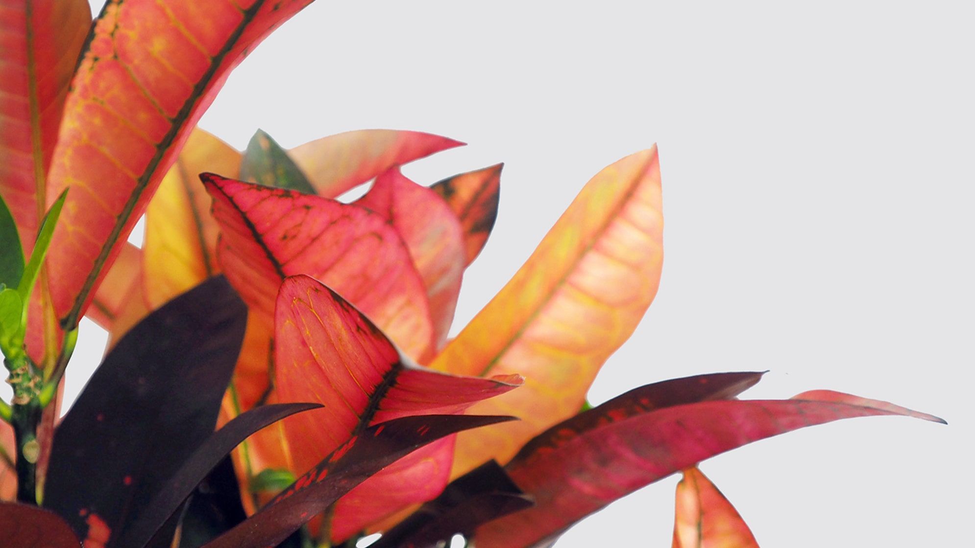 Close-up detail of a croton plant on a white studio background