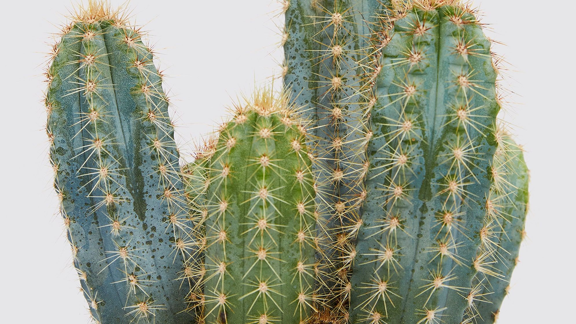 Close-up of a cactus