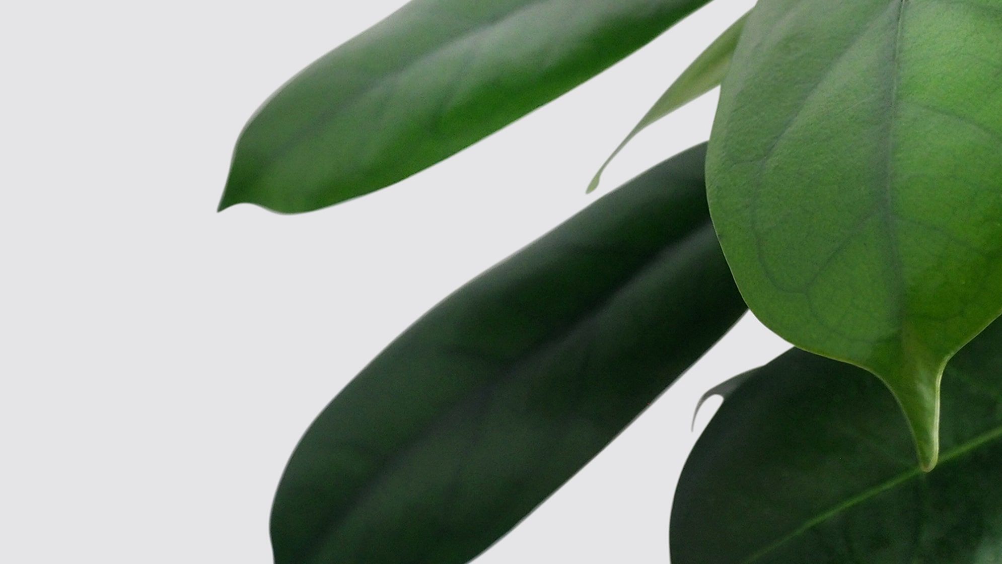 Close-up detail of an African fig plant on a white studio background