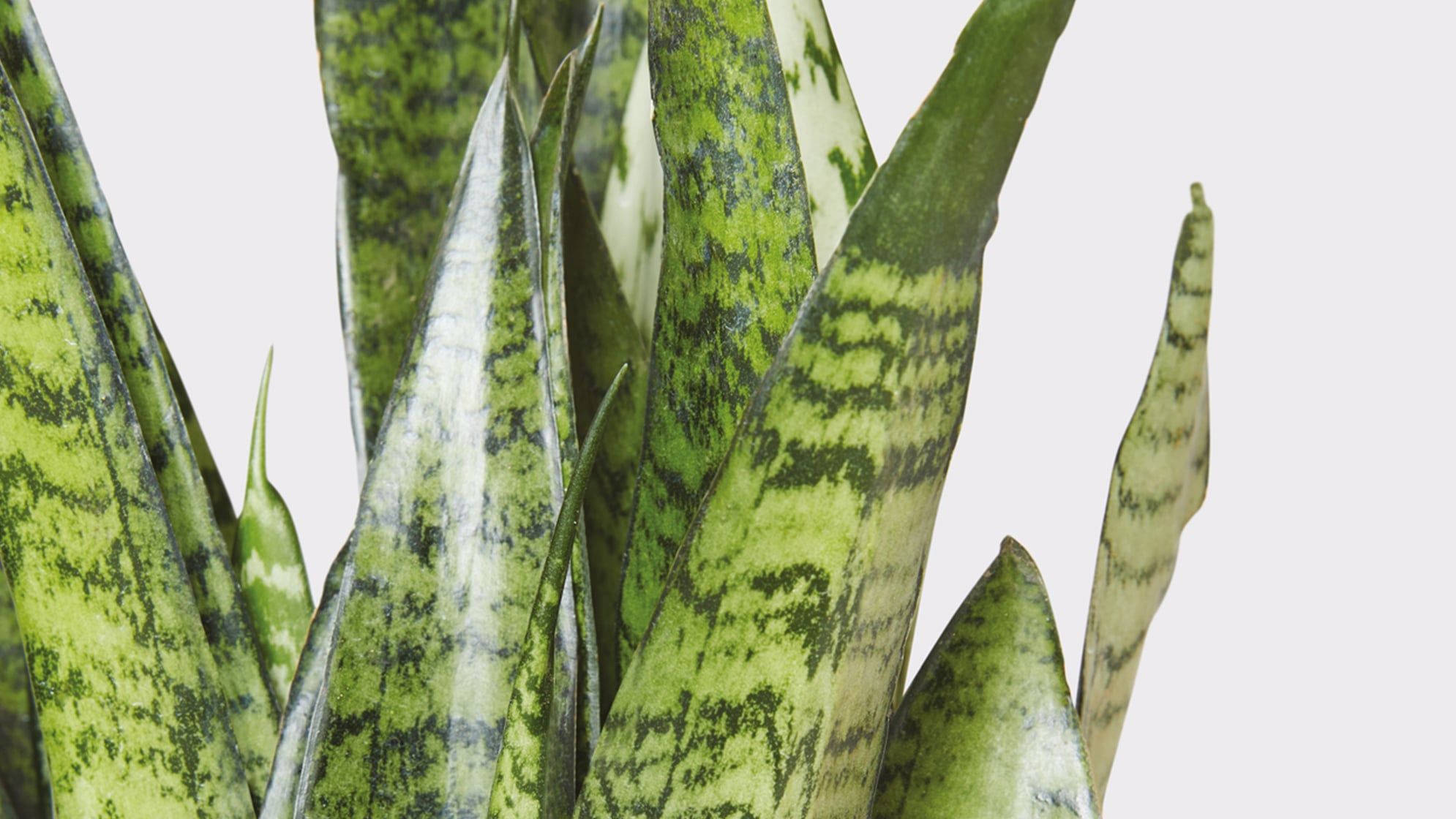 Complete guide to snake plant care | Patch