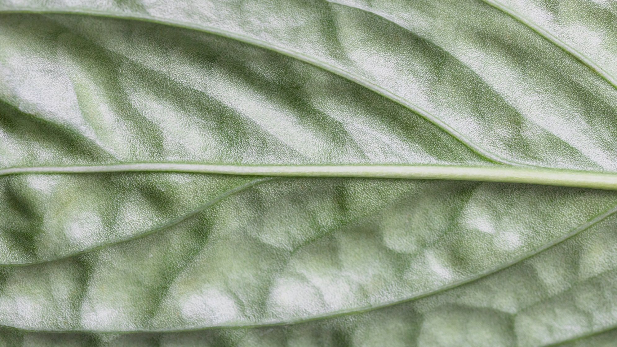 Close-up of faded green leaf