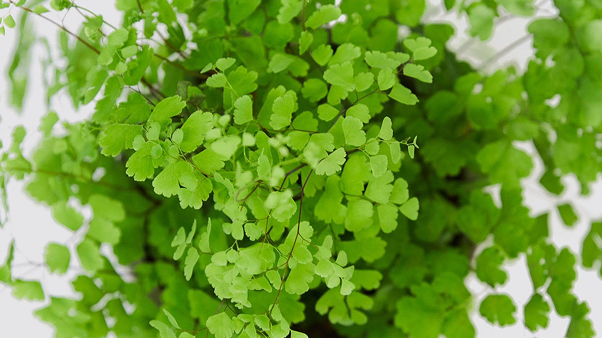 Maidenhair Fern Houseplant Black Maidenhair Fern Adiantum
