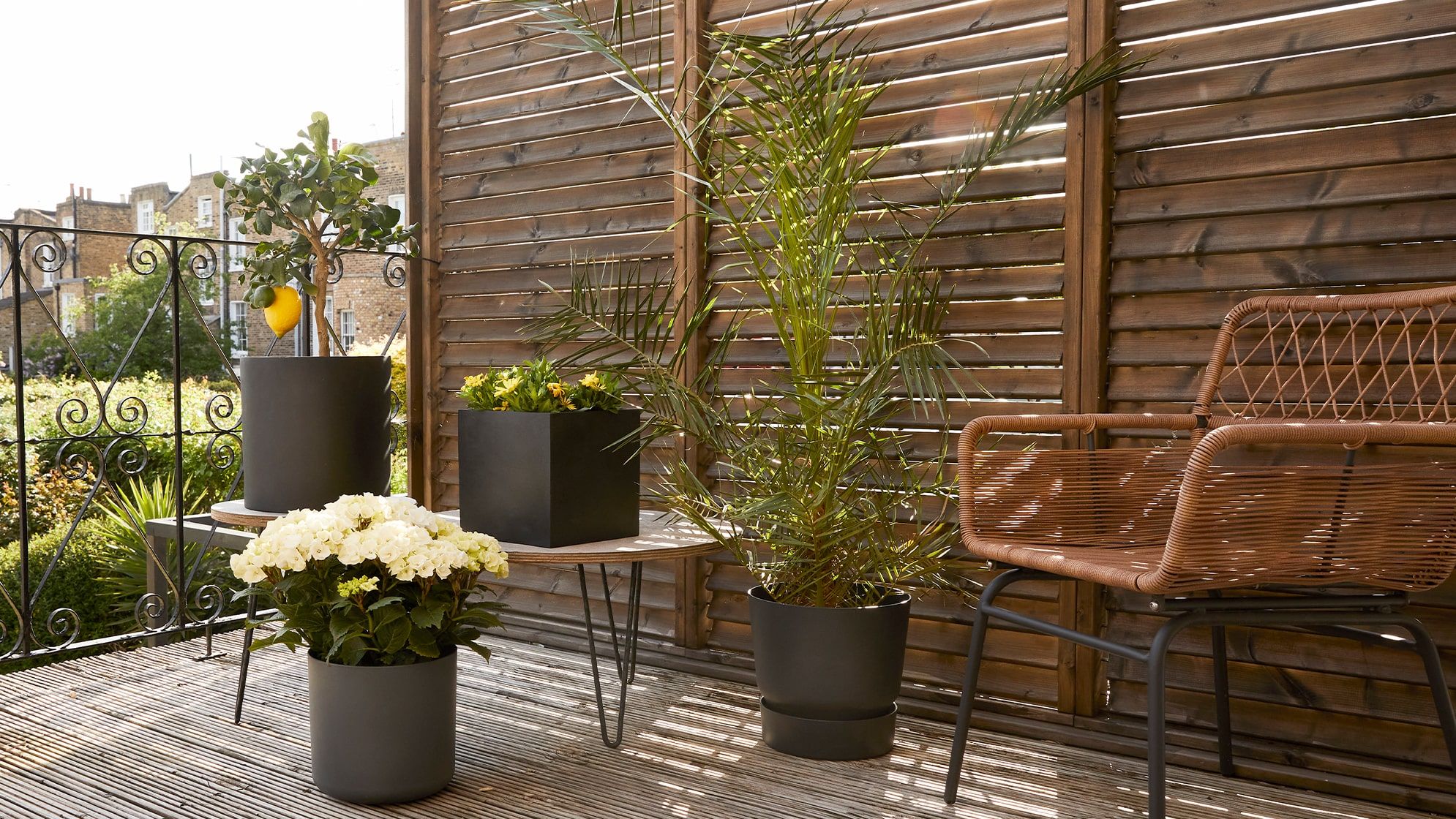 A sunny balcony decorated with a wicker chair, a lemon tree and a white hydrangea in black fibrestone cylinder pots, a black cube pot of African daisies and a Canary Island palm in a black plastic reservoir pot.