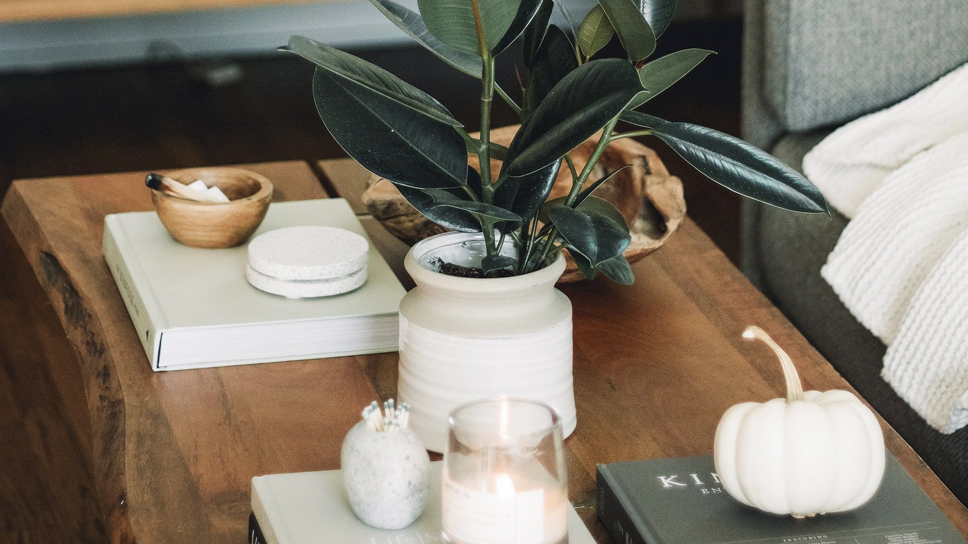 Rubber plant in a white ceramic pot on top of a coffee table