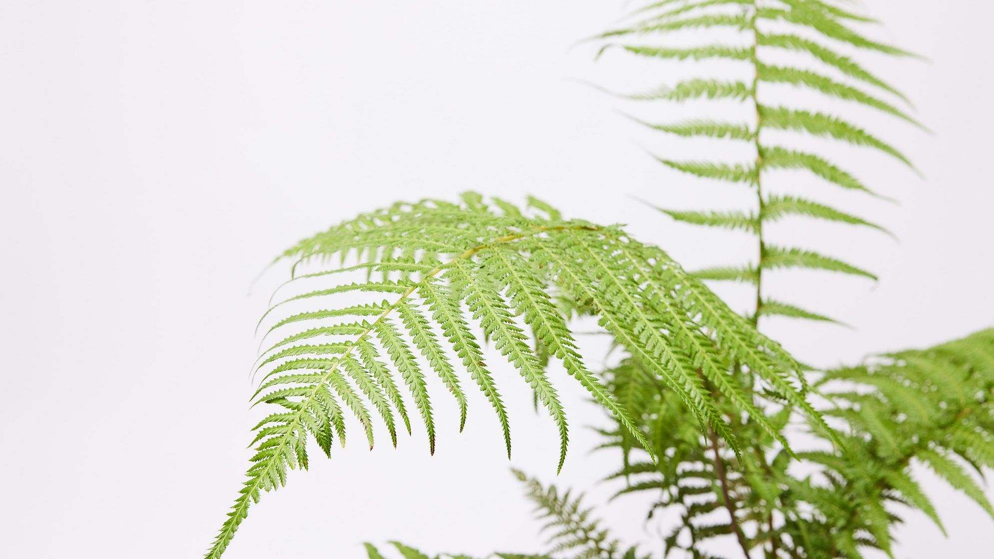 Close-up detail of a tree fern plant on a white studip background