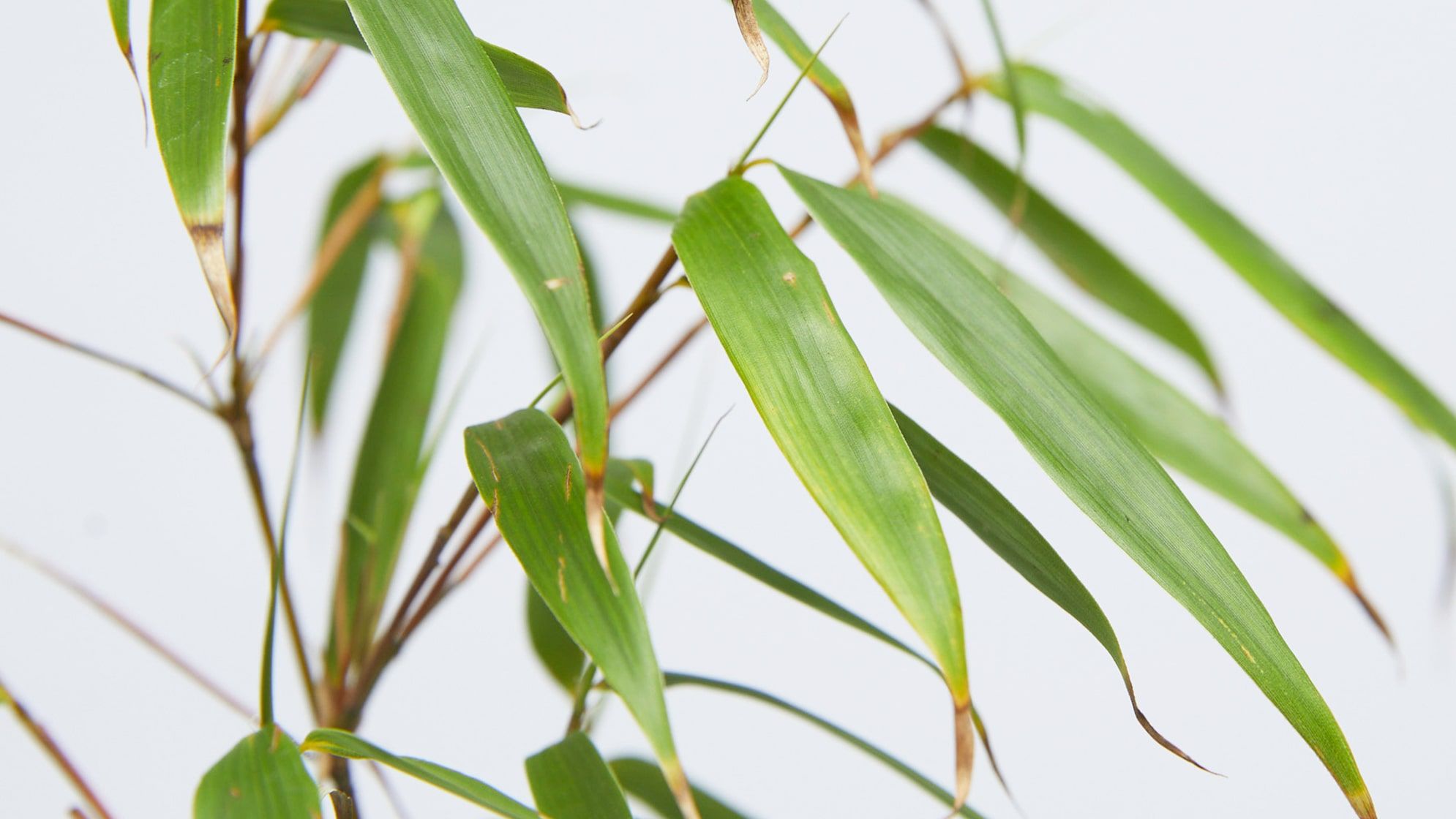 Close-up of a bamboo stem with leaves