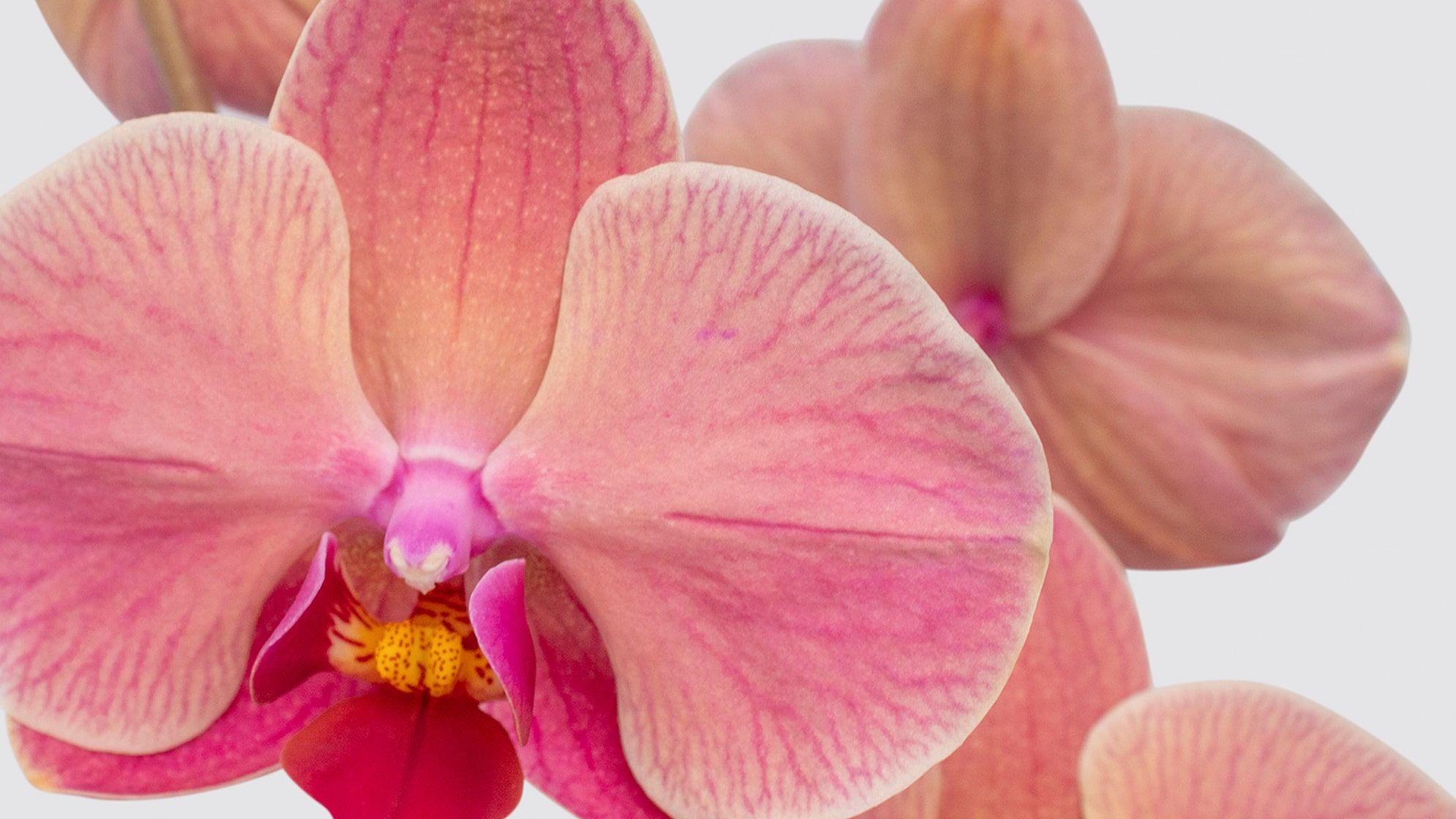 Close-up detail of pink 'Niagara Falls orange' orchid flower on a white studio background