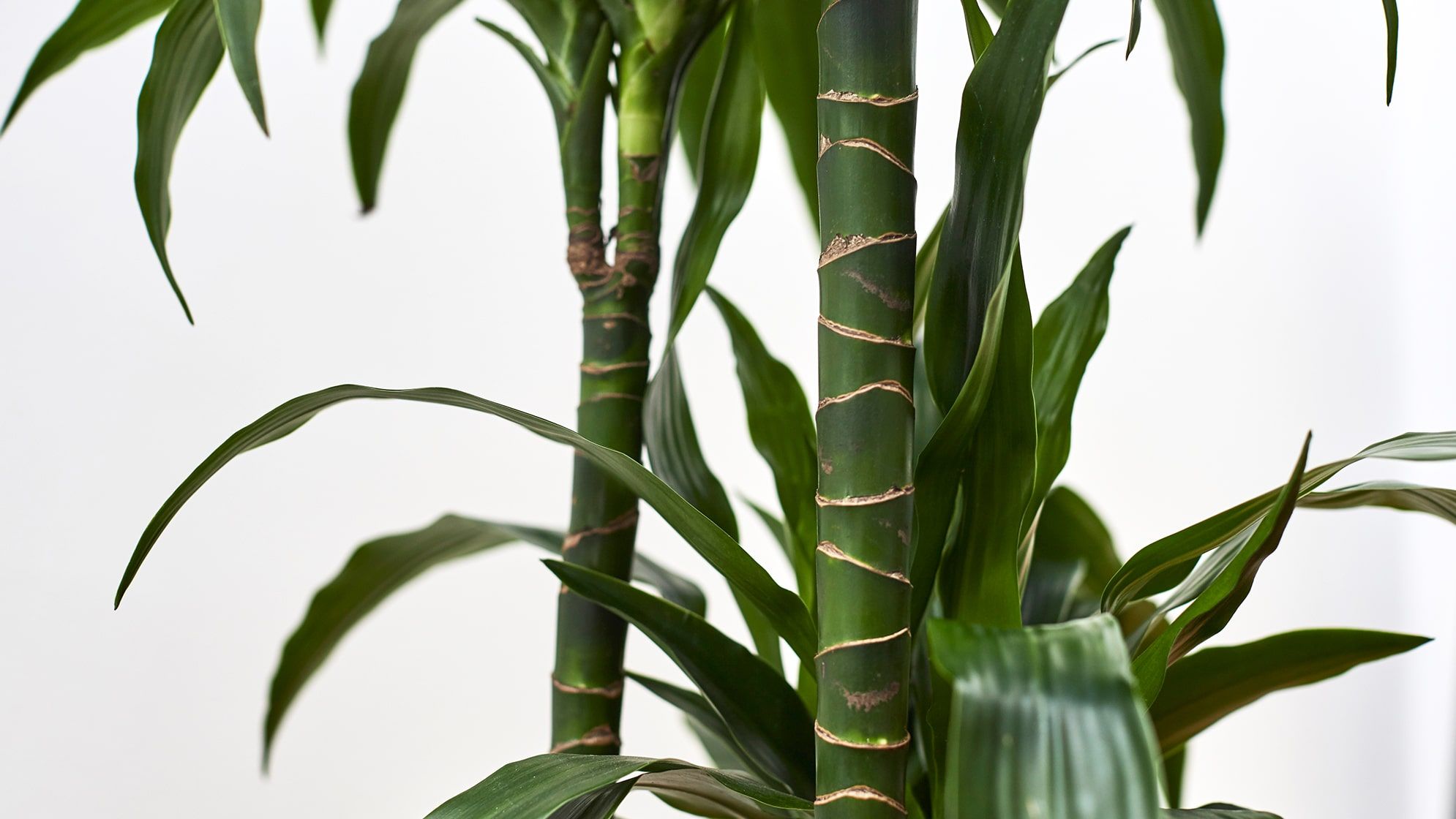 Close-up of a corn plant stem with leaves