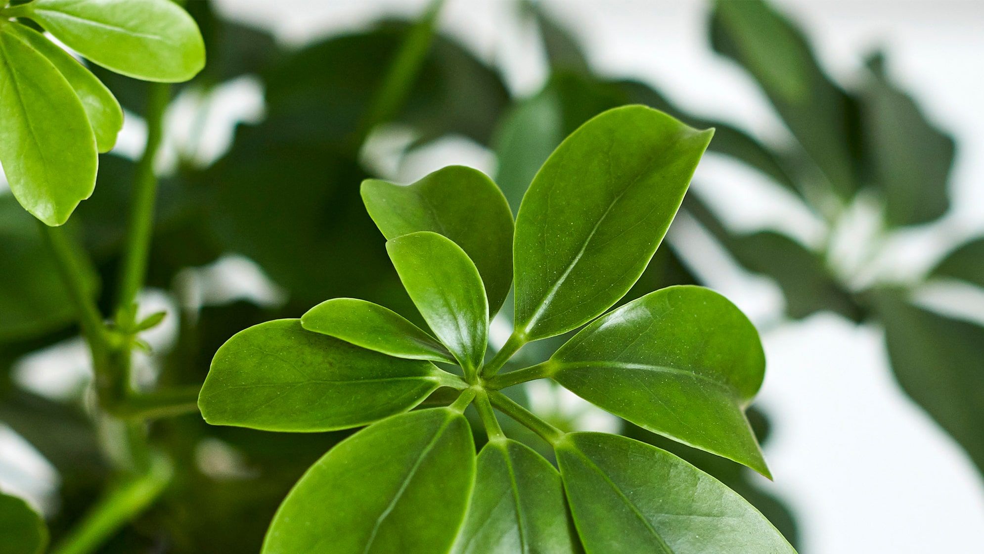 Close-up detail of a schefflera plant on a white studio background