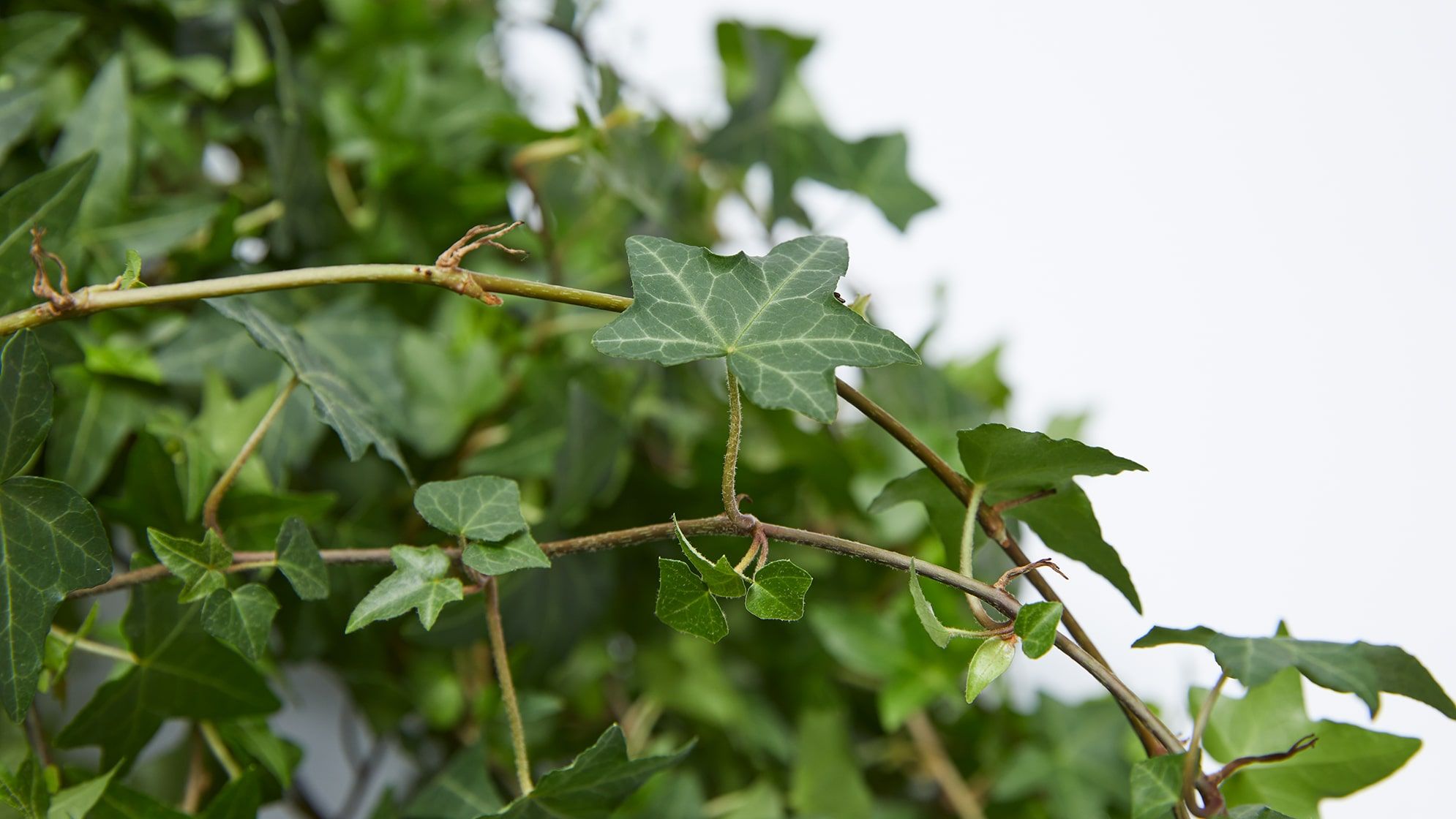 Close-up of an ivy stem with leaves