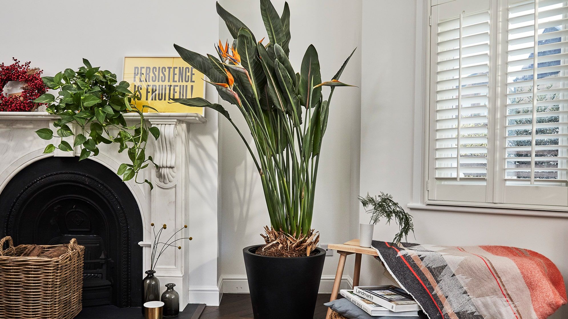 A flowering bird of paradise in a living room