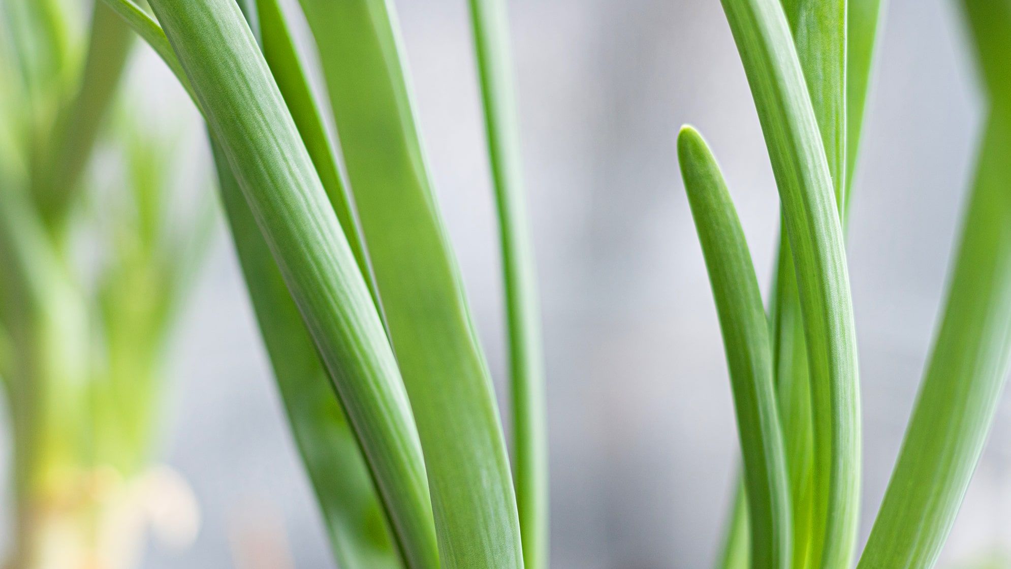 A close up of spring onions growing out of potted soil