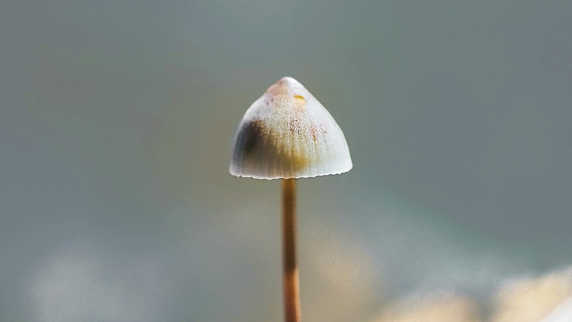 Close-up of a small white mushroom