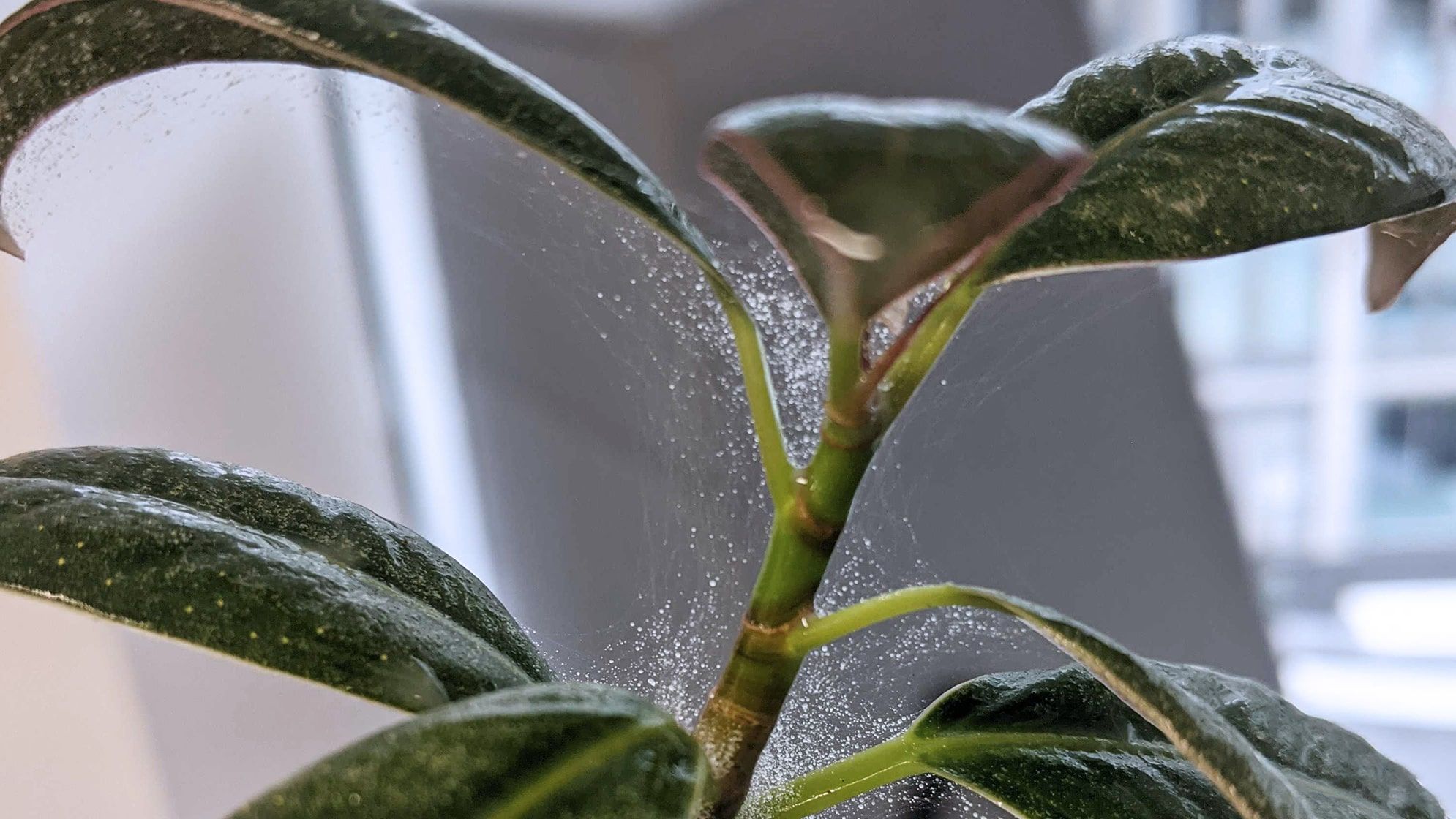 How to spot and remove spider mites | Patch