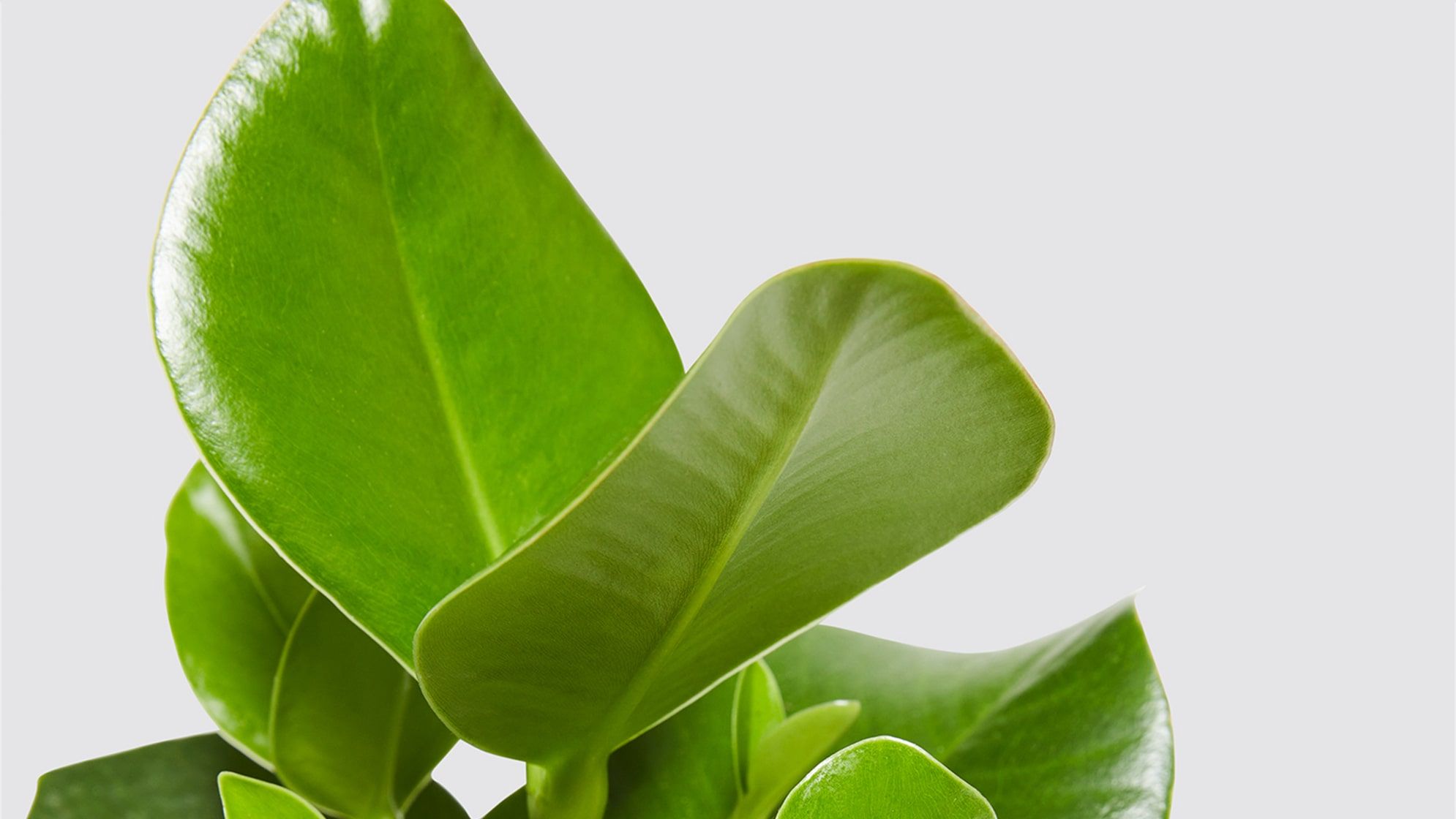 Close-up detail of a clusia princess plant on a white studio background