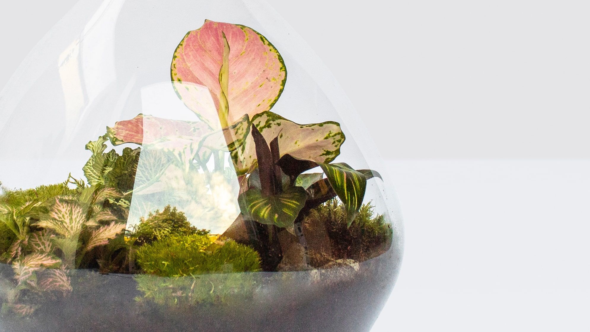 Close-up detail of a glass terrarium filled with plants on a white studio background