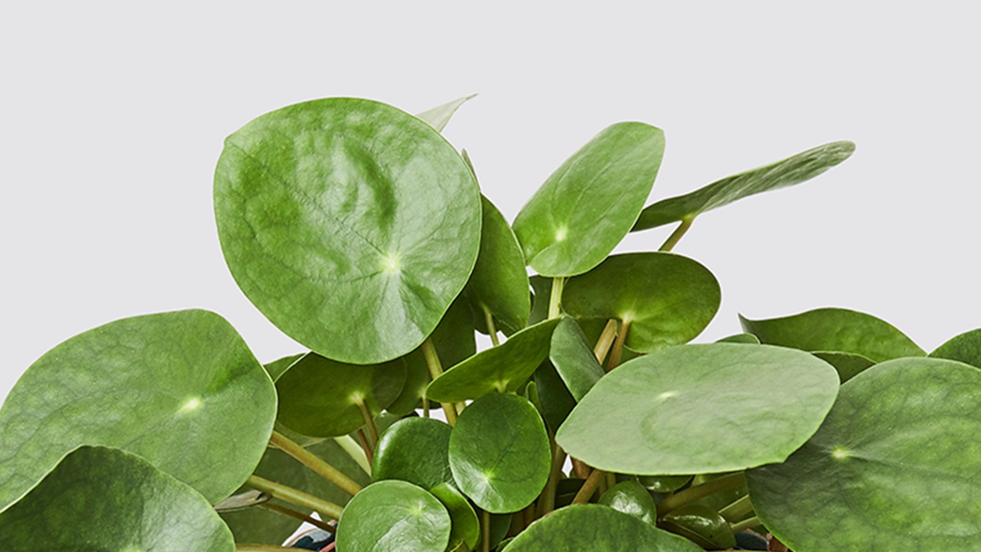 Close-up of a Chinese money plant leaf