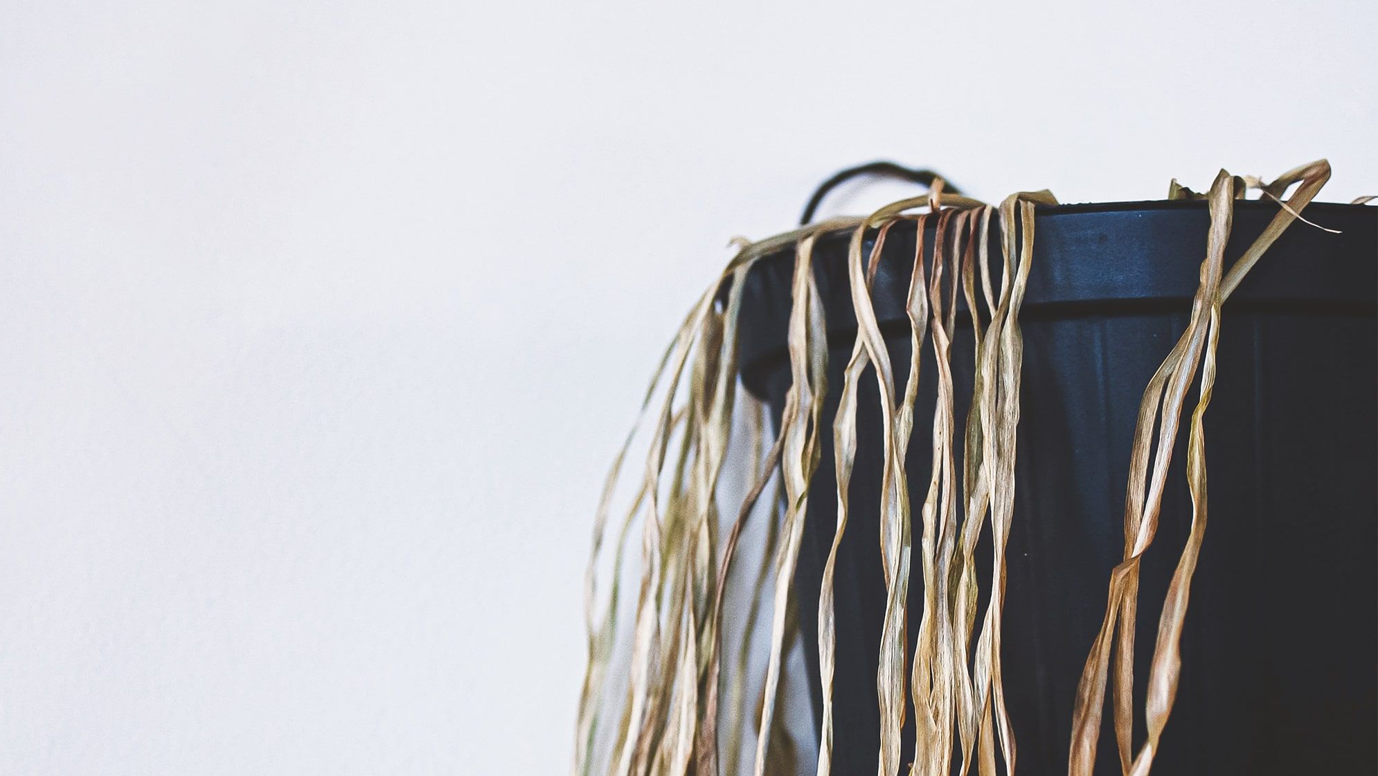 Close-up of a dry, dead spider plant in a black nursery pot