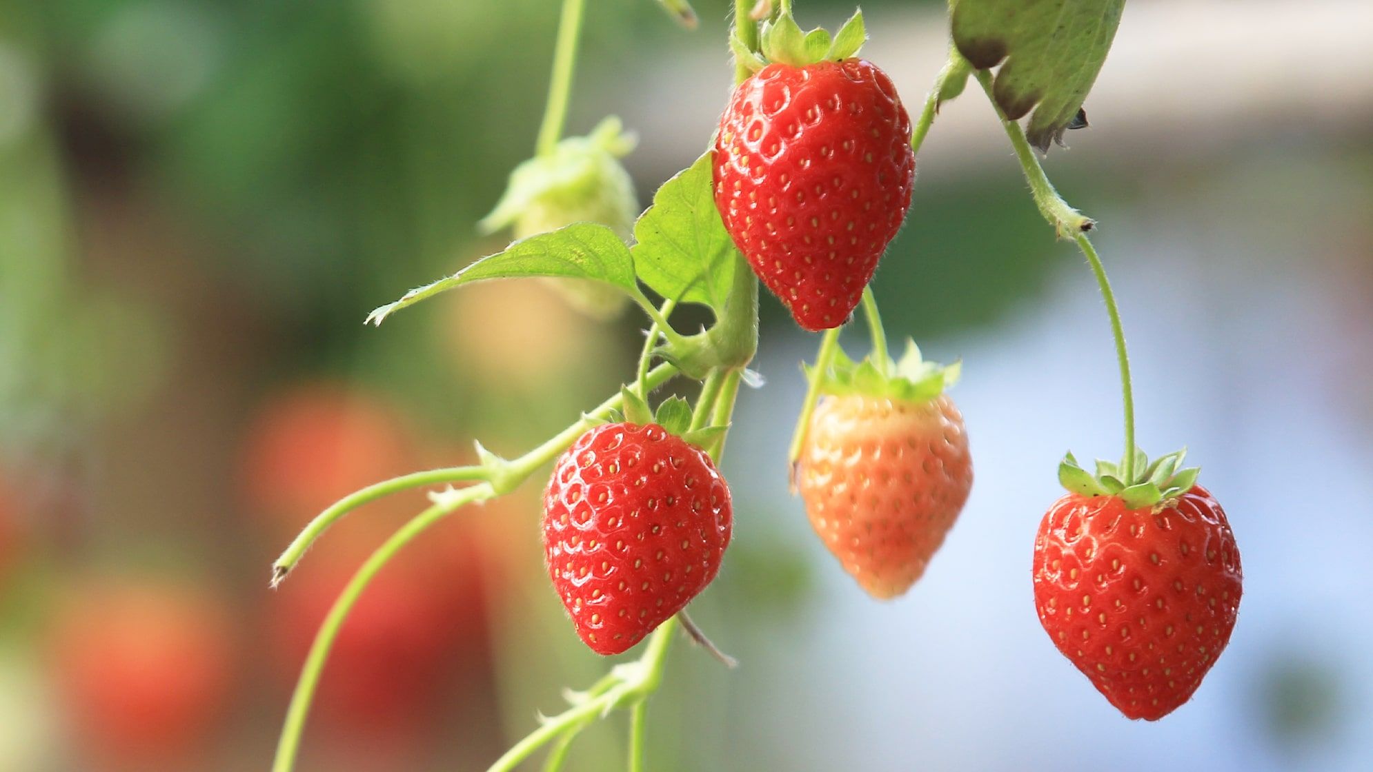 Close up of strawberries