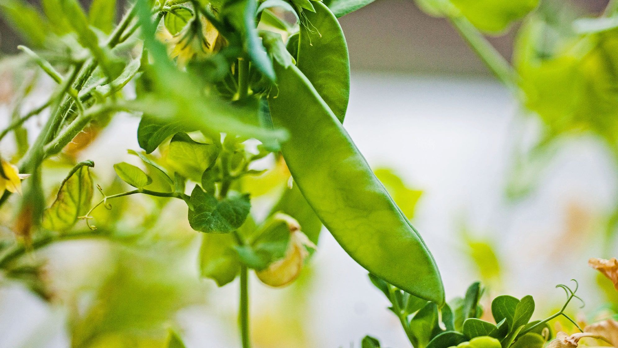 Close up of a pea pod