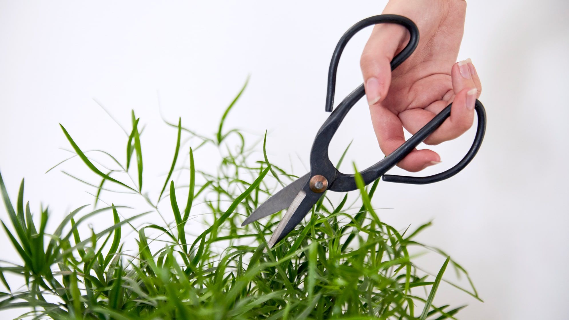 Black metal secateurs cutting through the leaves of a Mistletoe Cactus