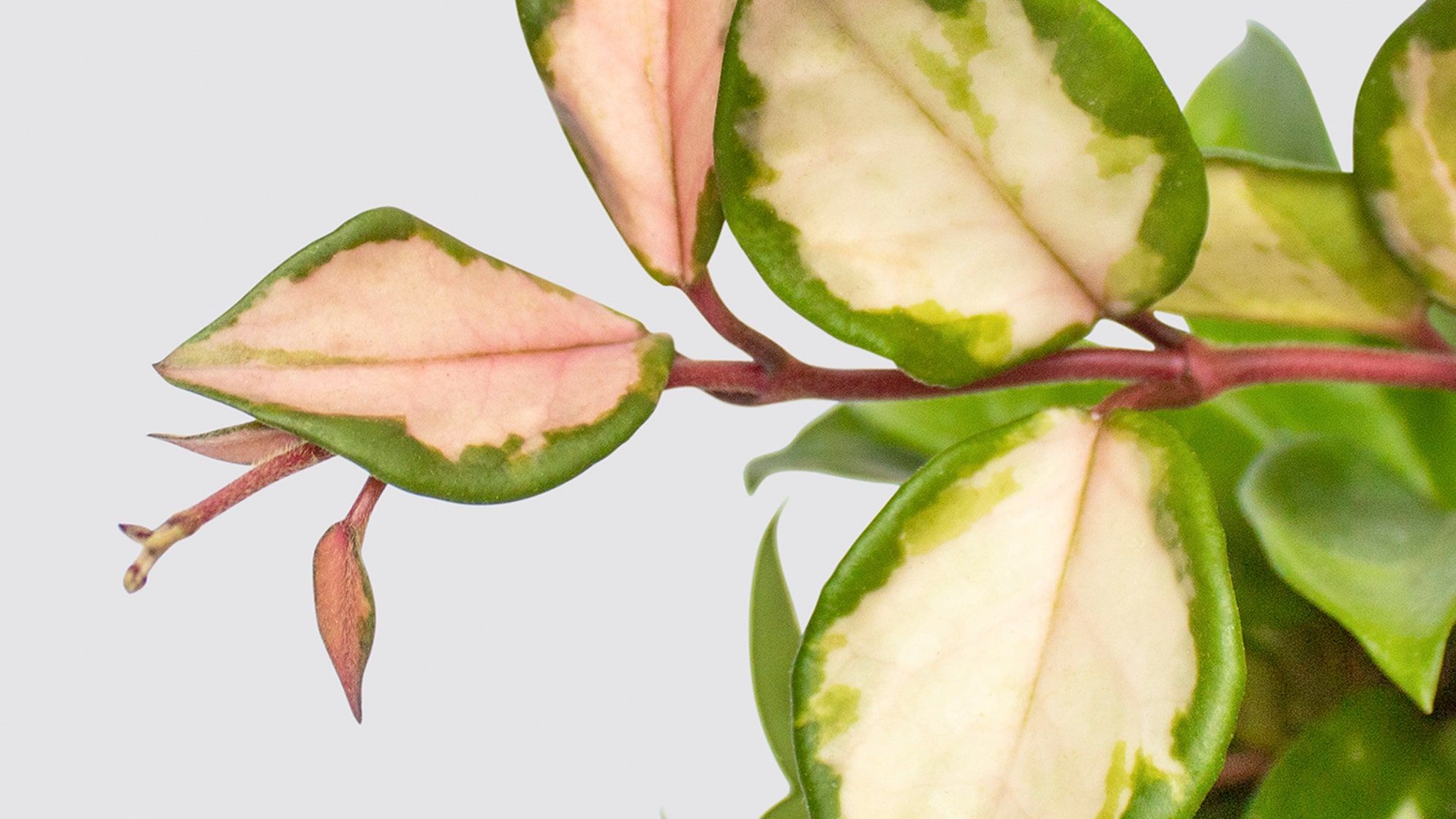 Close-up detail of a hoya plant on a white studio background