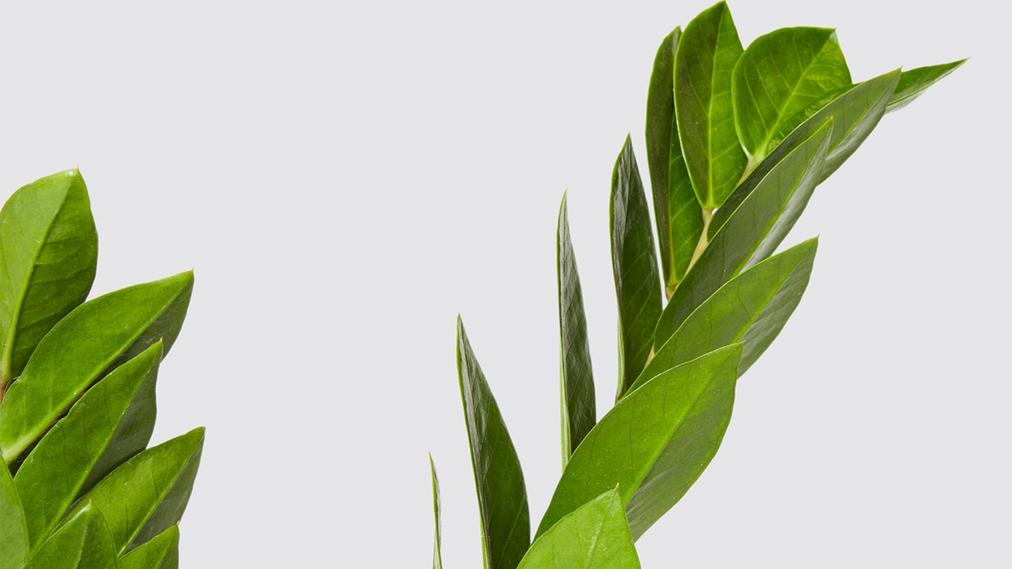 Close-up detail of a zz plant on a white studio background