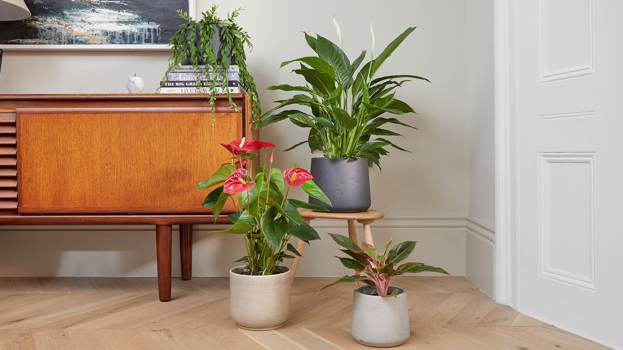 A lipstick plant, a peace lily, an anthurium and a syngonium in various decorative pots styled on and around a sideboard in a living room