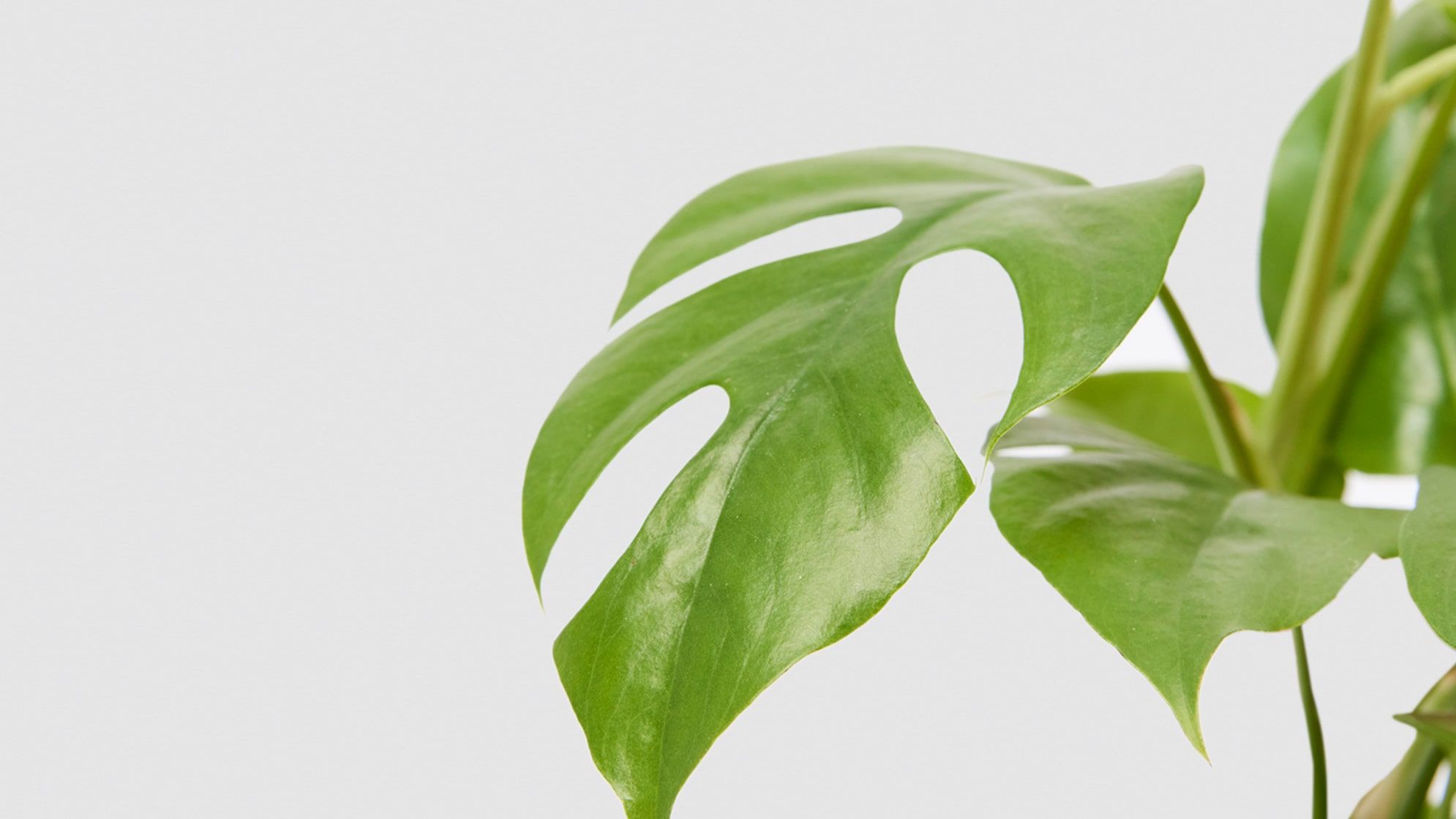 Close-up detail photo of a mini monstera leaf on a white studio background