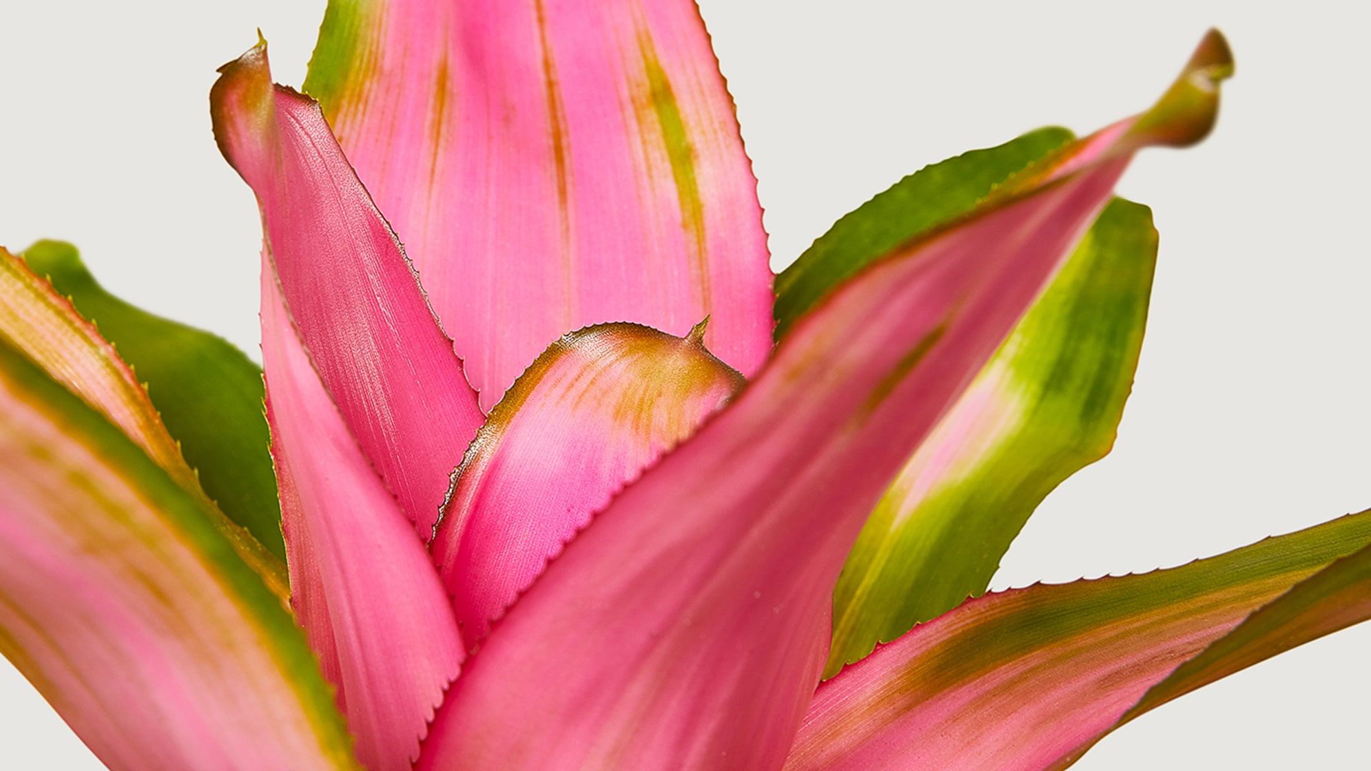 Complete guide to neoregelia 'Pink Sensation' care | Patch
