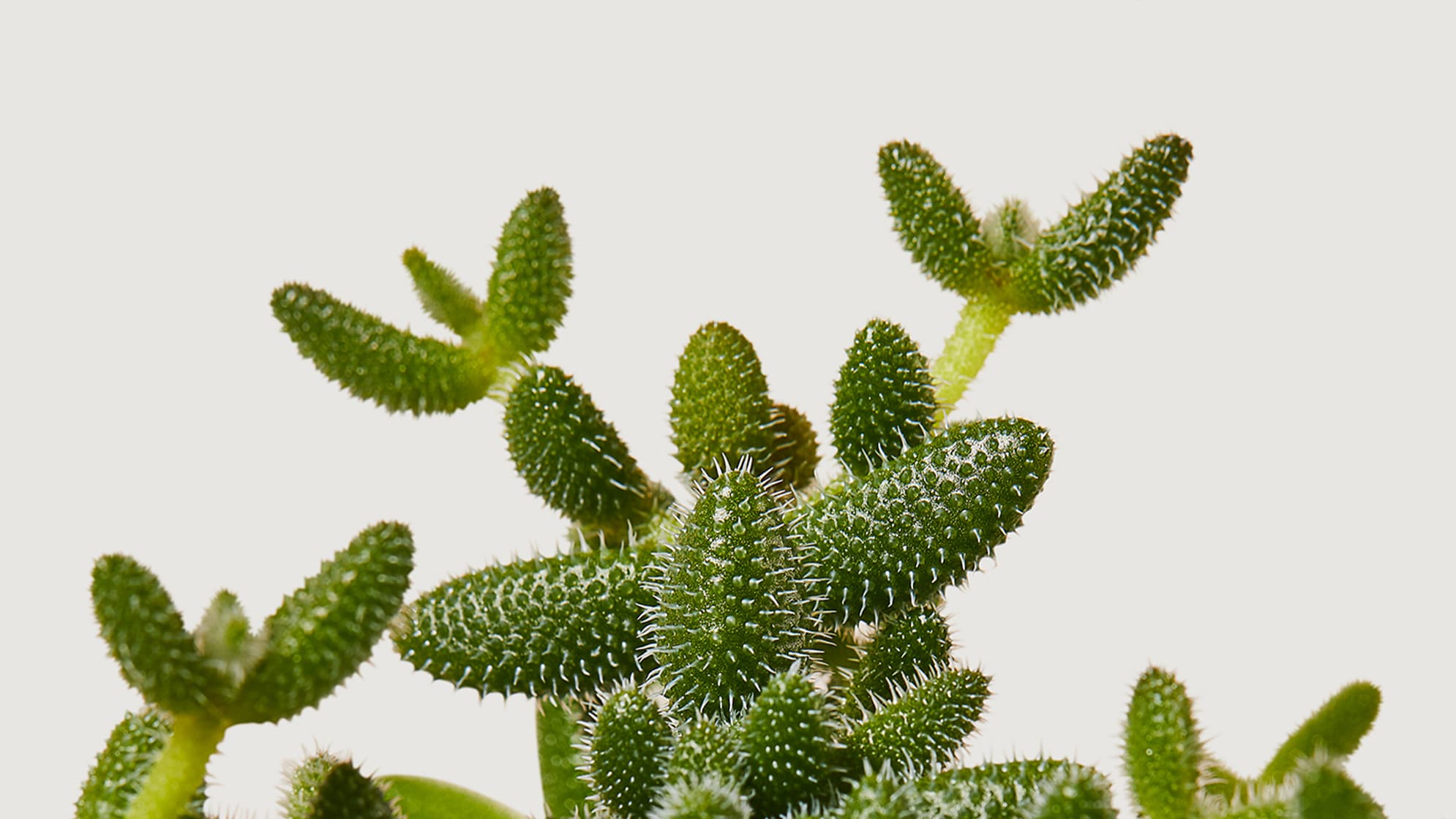 A close-up detail photo of a pickle plant on a white studio background