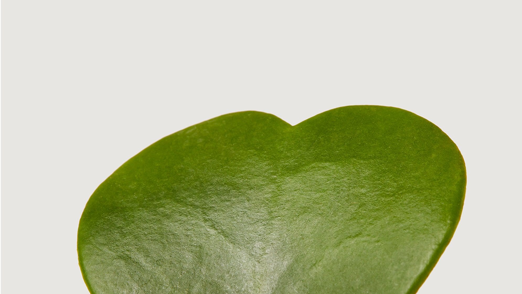 Close up detail photo of a sweetheart plant leaf on a white background.